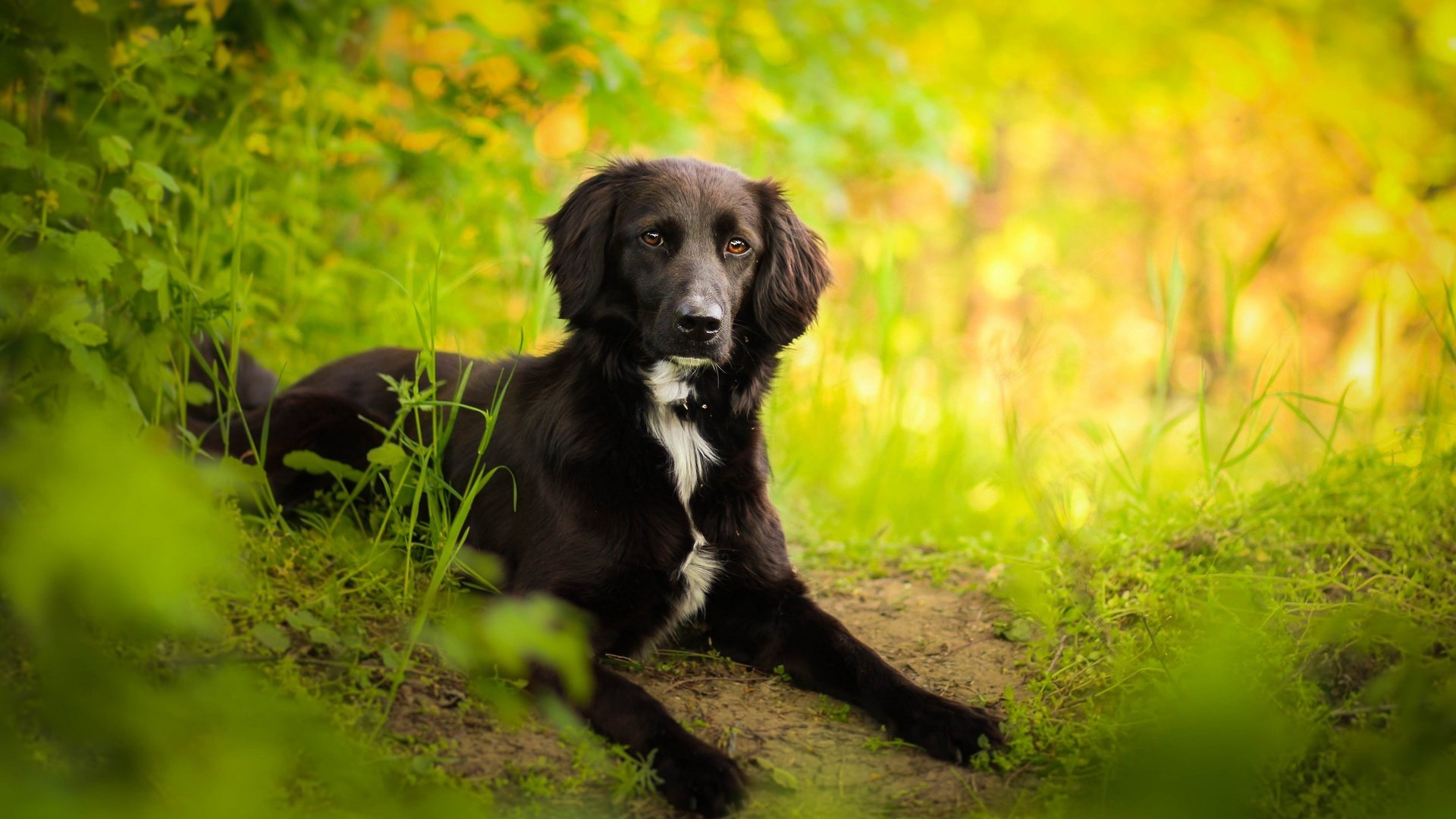 Обои лес, взгляд, собака, весна, друг, бордер-колли, kedves tamara, kedves tamara photography follow, forest, look, dog, spring, each, the border collie разрешение 2560x1624 Загрузить