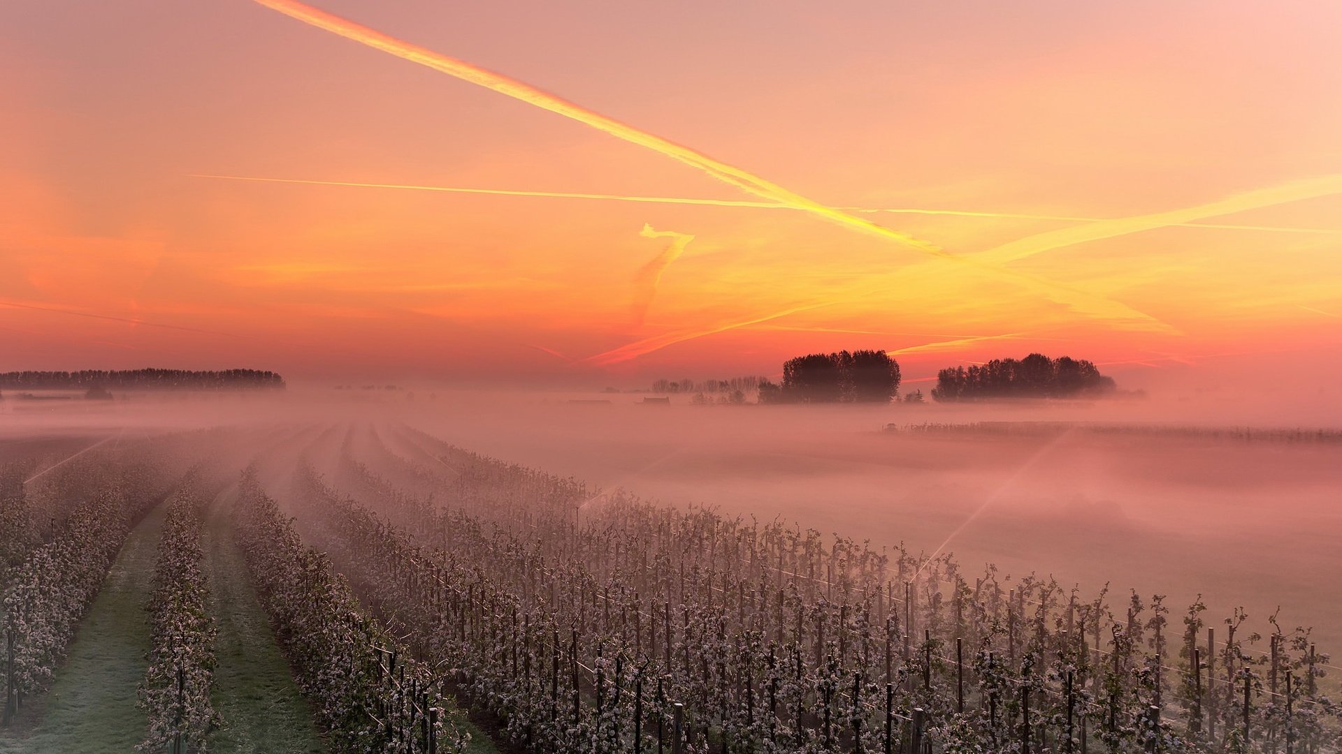 Обои небо, закат, туман, виноградник, the sky, sunset, fog, vineyard разрешение 1926x1293 Загрузить