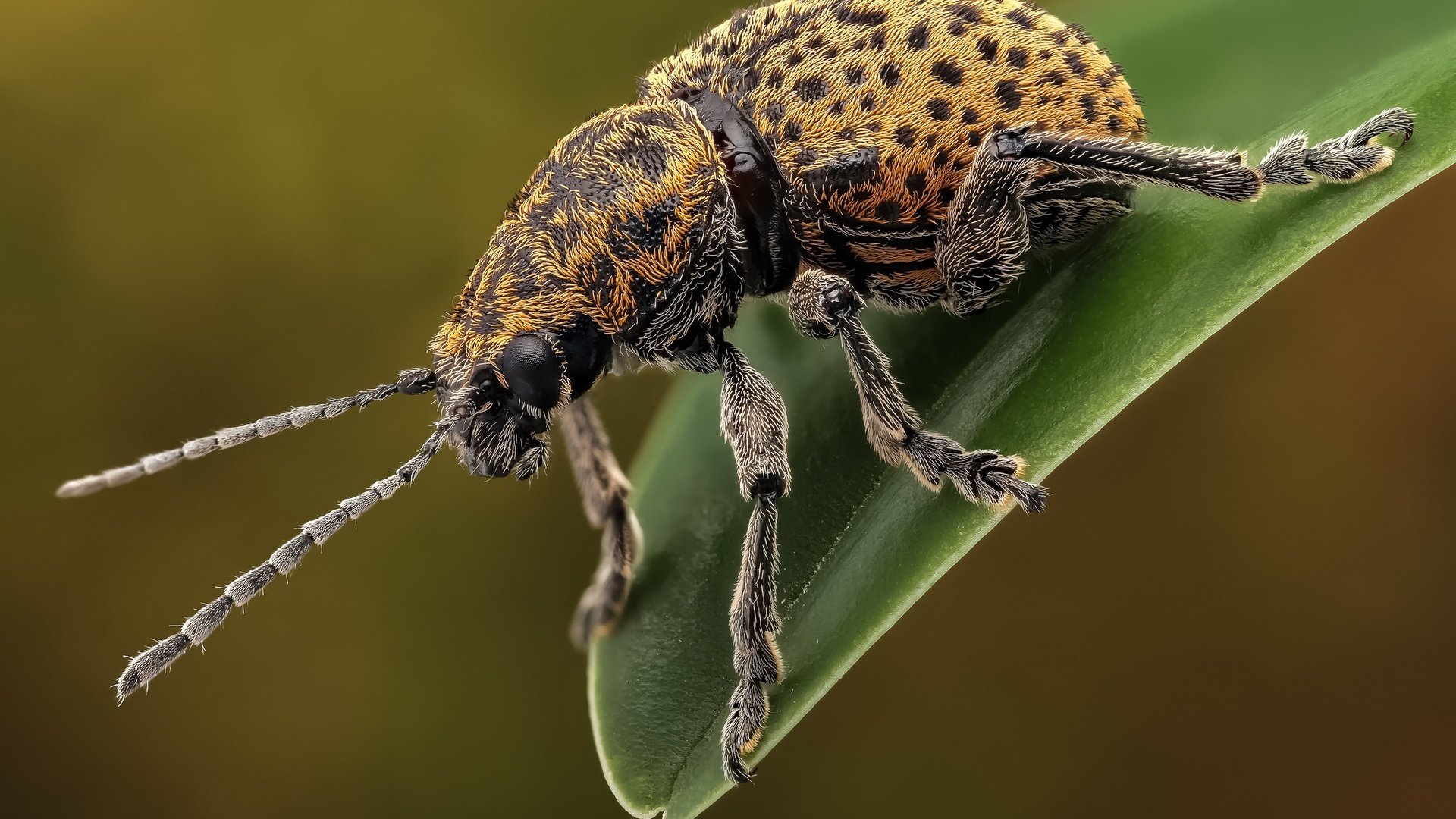 Обои жук, макро, насекомое, усы, лапки, листоед, beetle, macro, insect, mustache, legs, the leaf beetle разрешение 2048x1365 Загрузить