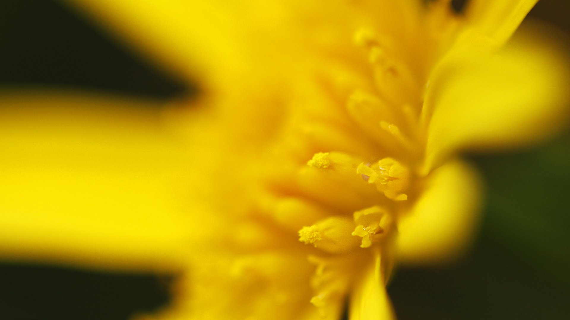 Обои желтый, макро, цветок, лепестки, тычинки, davide lopresti, yellow, macro, flower, petals, stamens разрешение 2000x1333 Загрузить