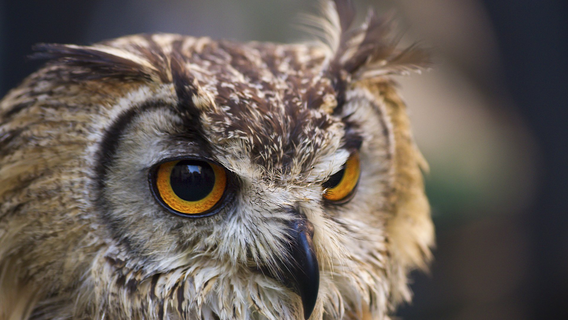 Обои глаза, сова, взгляд, птица, клюв, ушастая сова, davide lopresti, eyes, owl, look, bird, beak, long-eared owl разрешение 2000x1333 Загрузить