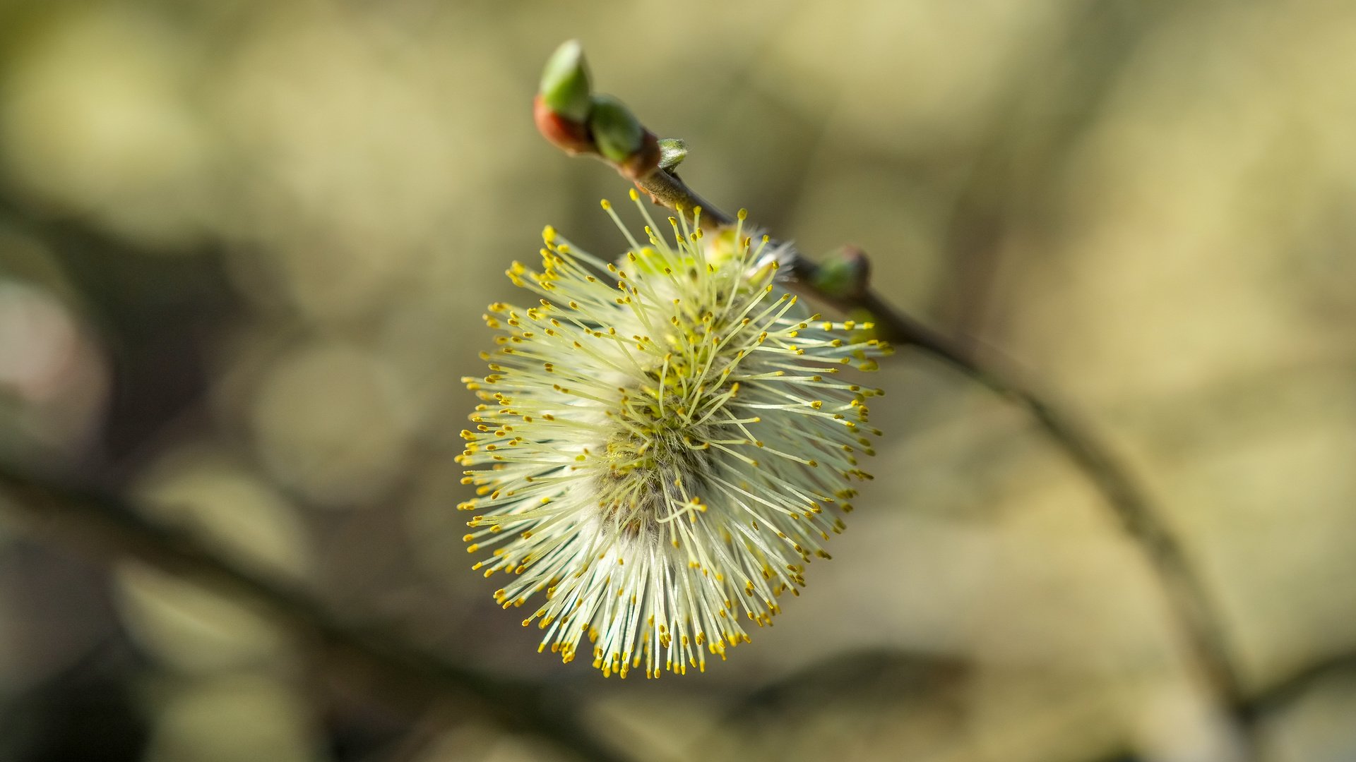 Обои ветка, природа, фон, размытость, весна, верба, branch, nature, background, blur, spring, verba разрешение 4896x2760 Загрузить