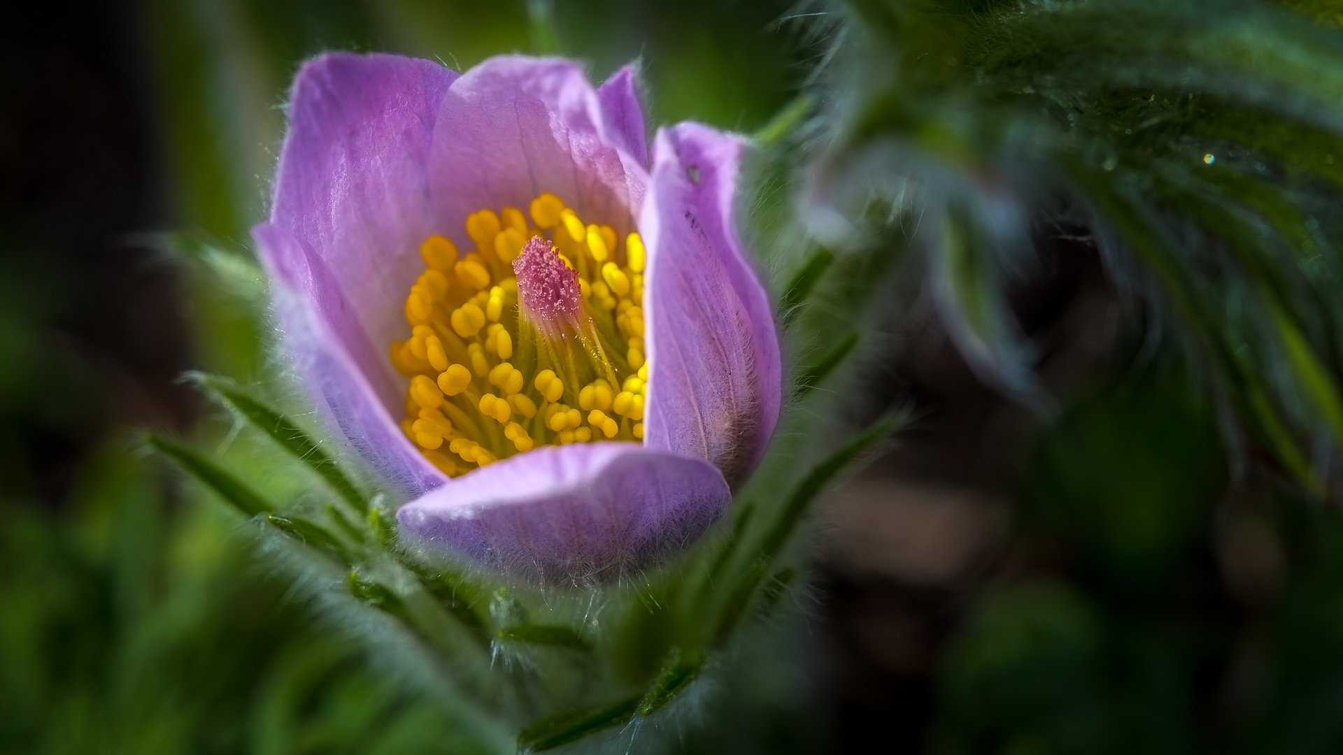 Обои цветок, весна, сон-трава, прострел, flower, spring, sleep-grass, cross разрешение 4029x2536 Загрузить