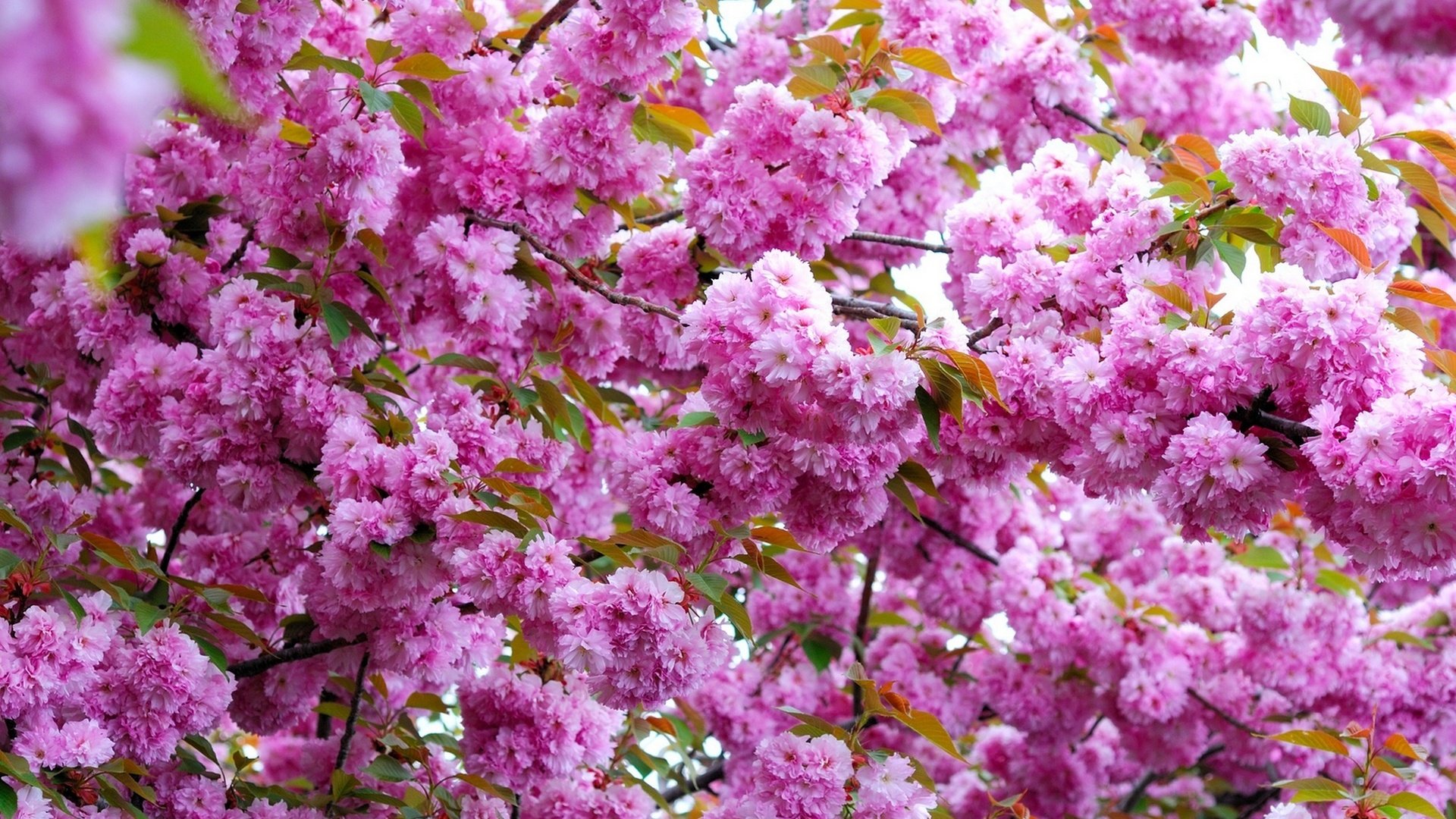 Обои цветы, цветение, ветки, весна, розовые, flowers, flowering, branches, spring, pink разрешение 2000x1339 Загрузить