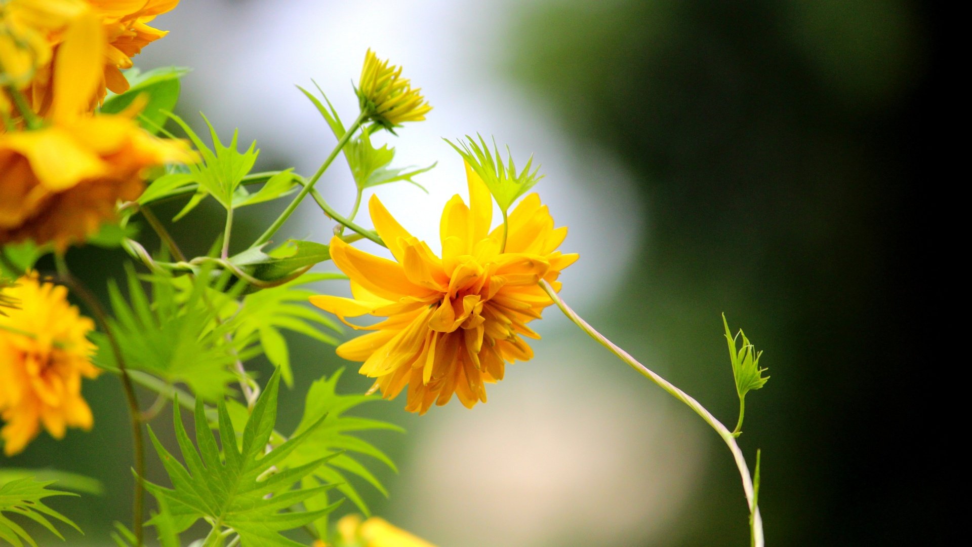 Обои цветы, макро, желтые, рудбекия, золотые шары, flowers, macro, yellow, rudbeckia, golden balls разрешение 5120x3413 Загрузить