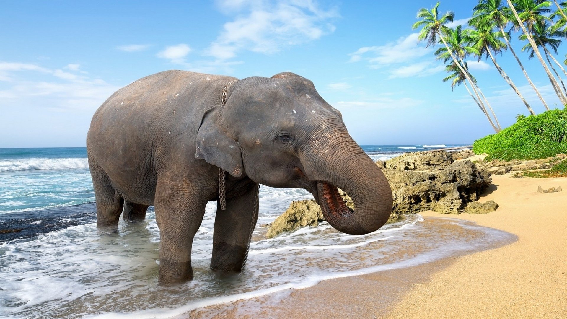 Обои море, животные, песок, пляж, слон, пальмы, купание, sea, animals, sand, beach, elephant, palm trees, bathing разрешение 1920x1200 Загрузить