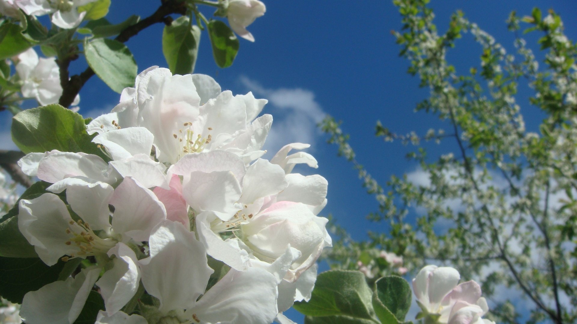 Обои небо, облака, цветение, ветки, весна, яблоня, the sky, clouds, flowering, branches, spring, apple разрешение 3648x2736 Загрузить