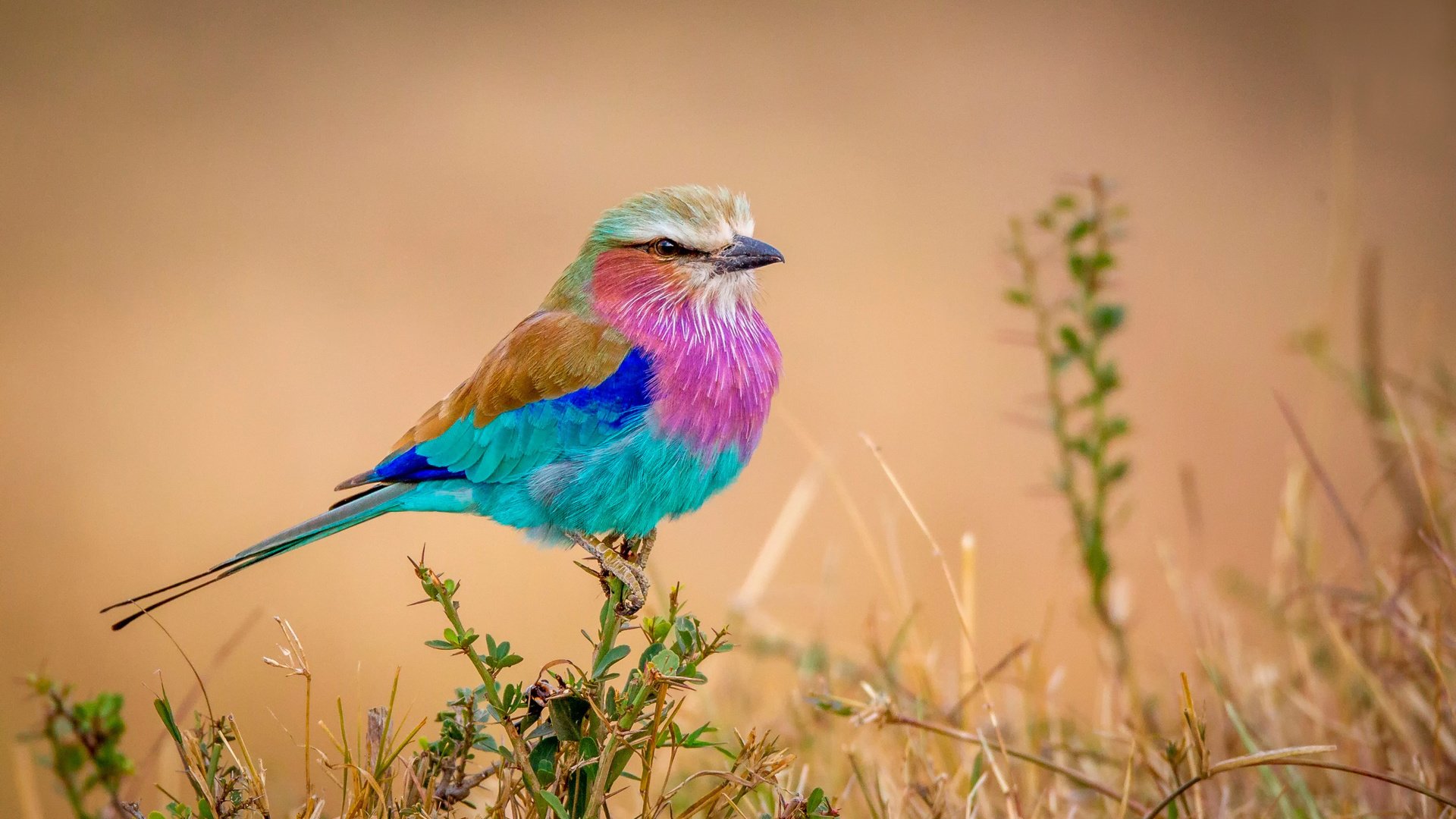 Обои природа, фон, разноцветная, птица, птичка, сизоворонка, сиреневогрудая, flying rainbow, nature, background, colorful, bird, roller, sirenevaya разрешение 2500x1549 Загрузить