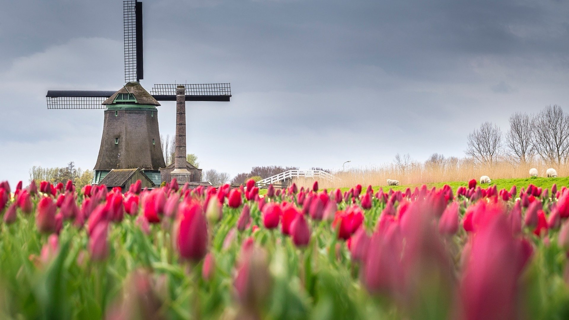 Обои цветы, поле, мельница, весна, тюльпаны, нидерланды, flowers, field, mill, spring, tulips, netherlands разрешение 2048x1366 Загрузить