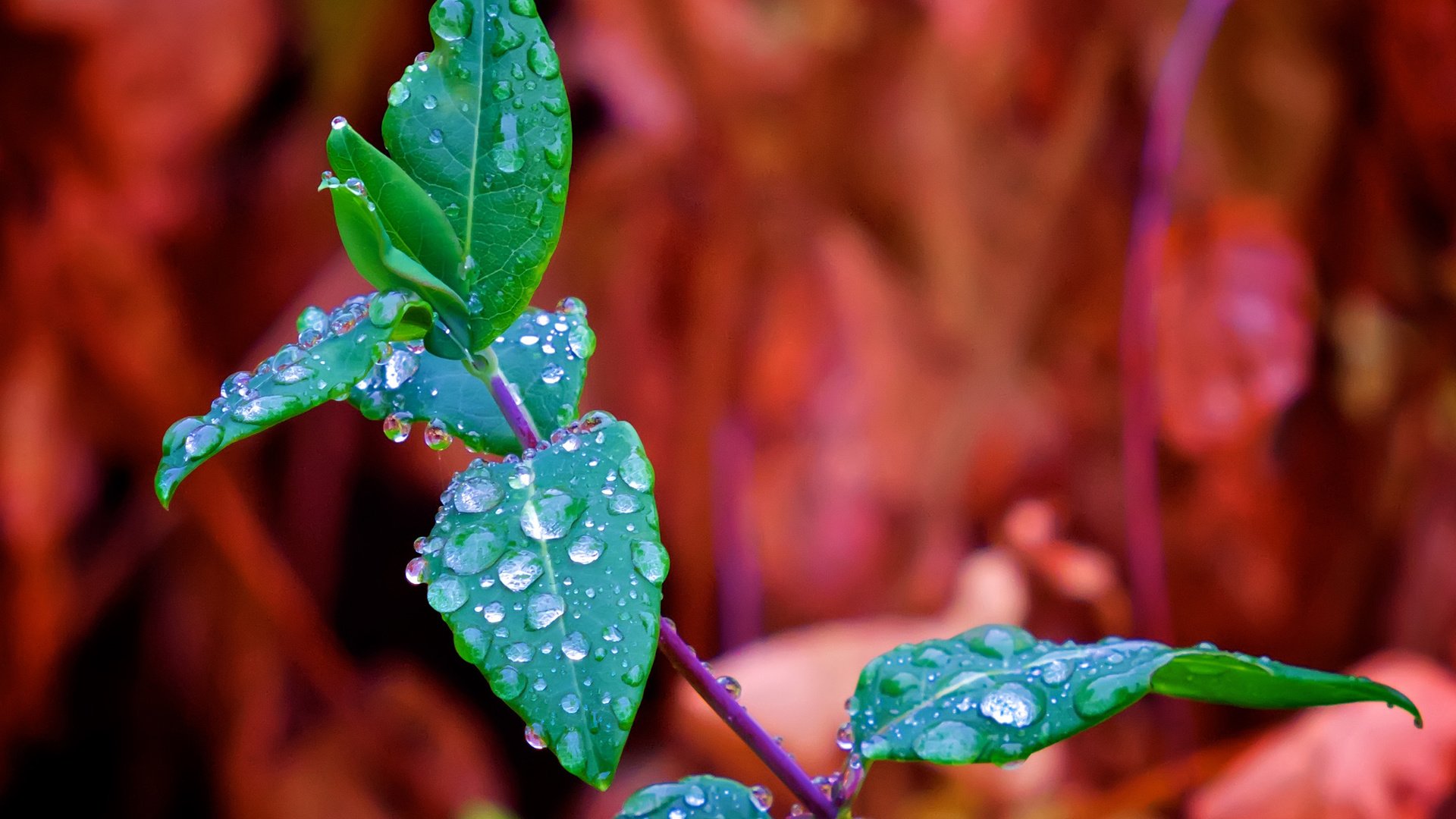 Обои ветка, природа, листья, макро, фон, роса, капли, branch, nature, leaves, macro, background, rosa, drops разрешение 2560x1707 Загрузить