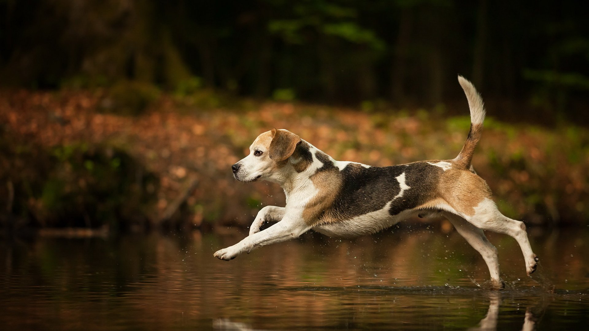 Обои вода, собака, брызги, бег, хвост, бигль, water, dog, squirt, running, tail, beagle разрешение 1920x1200 Загрузить