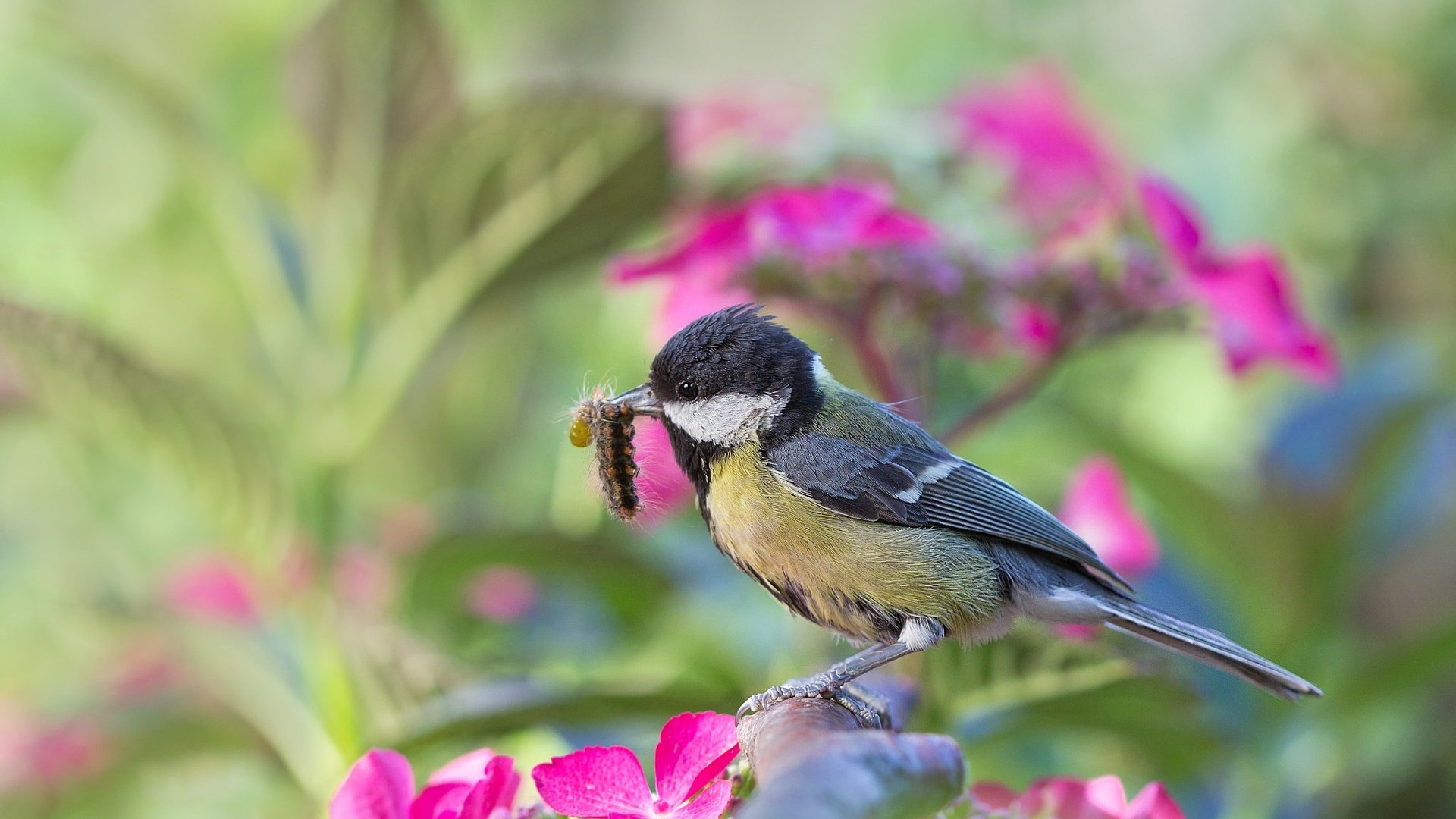 Обои цветы, природа, насекомое, ветки, птица, гусеница, синица, flowers, nature, insect, branches, bird, caterpillar, tit разрешение 2048x1365 Загрузить