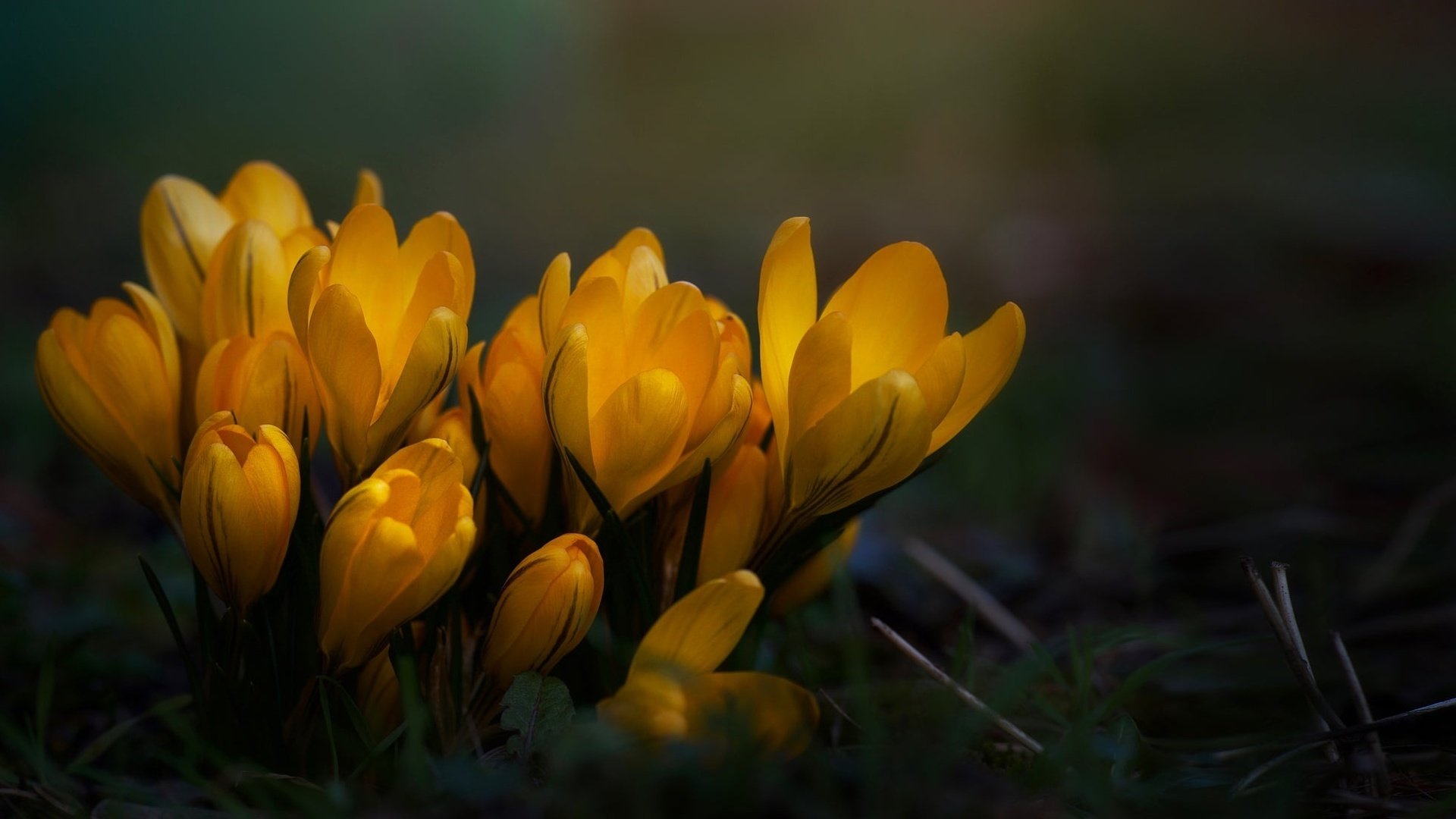 Обои цветы, трава, макро, весна, крокусы, flowers, grass, macro, spring, crocuses разрешение 2048x1095 Загрузить