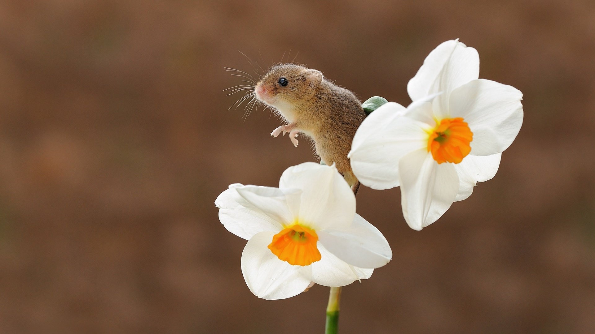 Обои фон, цветок, мышь, нарцисс, мышка, боке, грызун, мышь-малютка, background, flower, mouse, narcissus, bokeh, rodent, the mouse is tiny разрешение 1920x1404 Загрузить