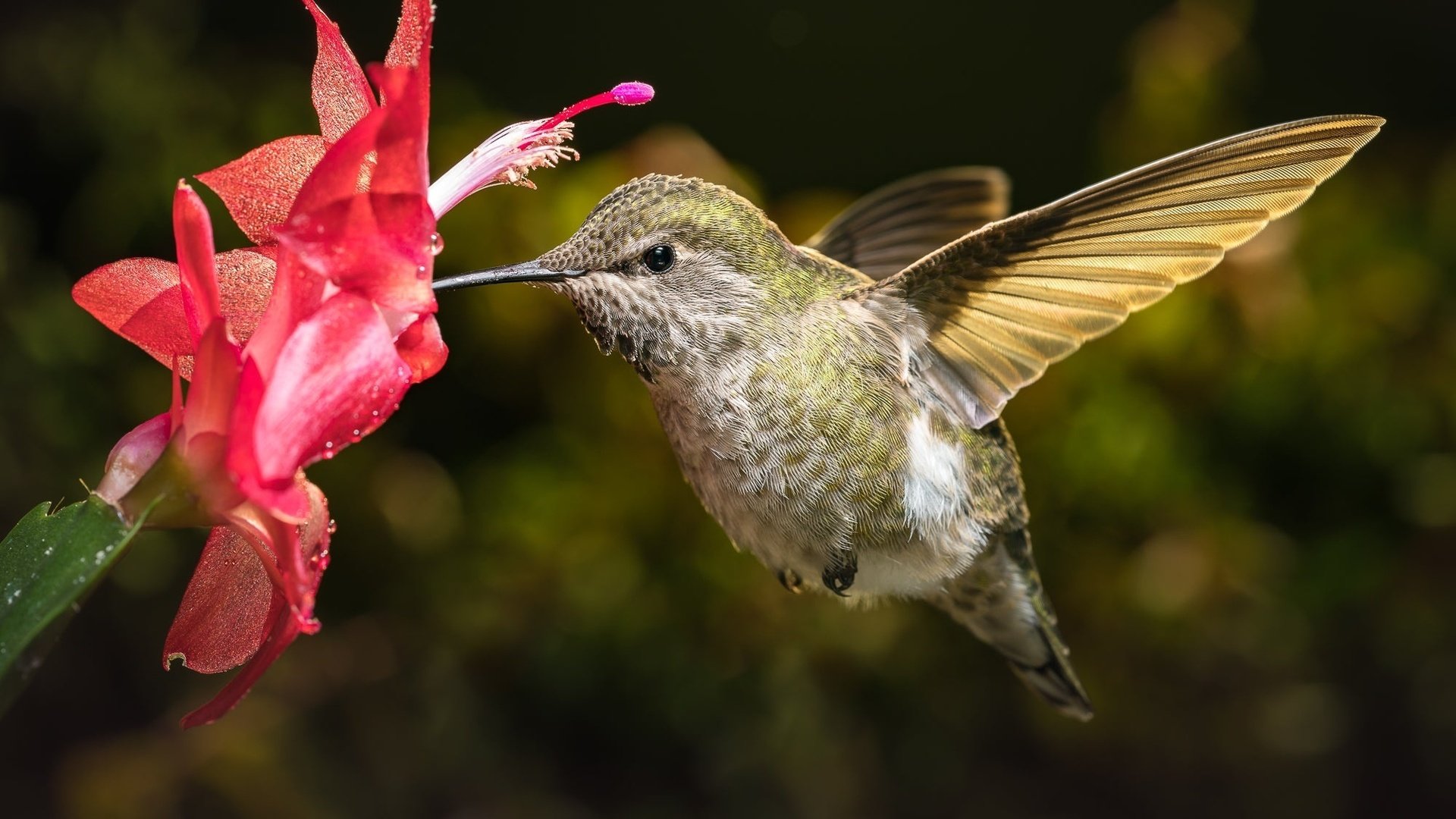 Обои макро, цветок, птица, кактус, колибри, боке, macro, flower, bird, cactus, hummingbird, bokeh разрешение 2000x1334 Загрузить