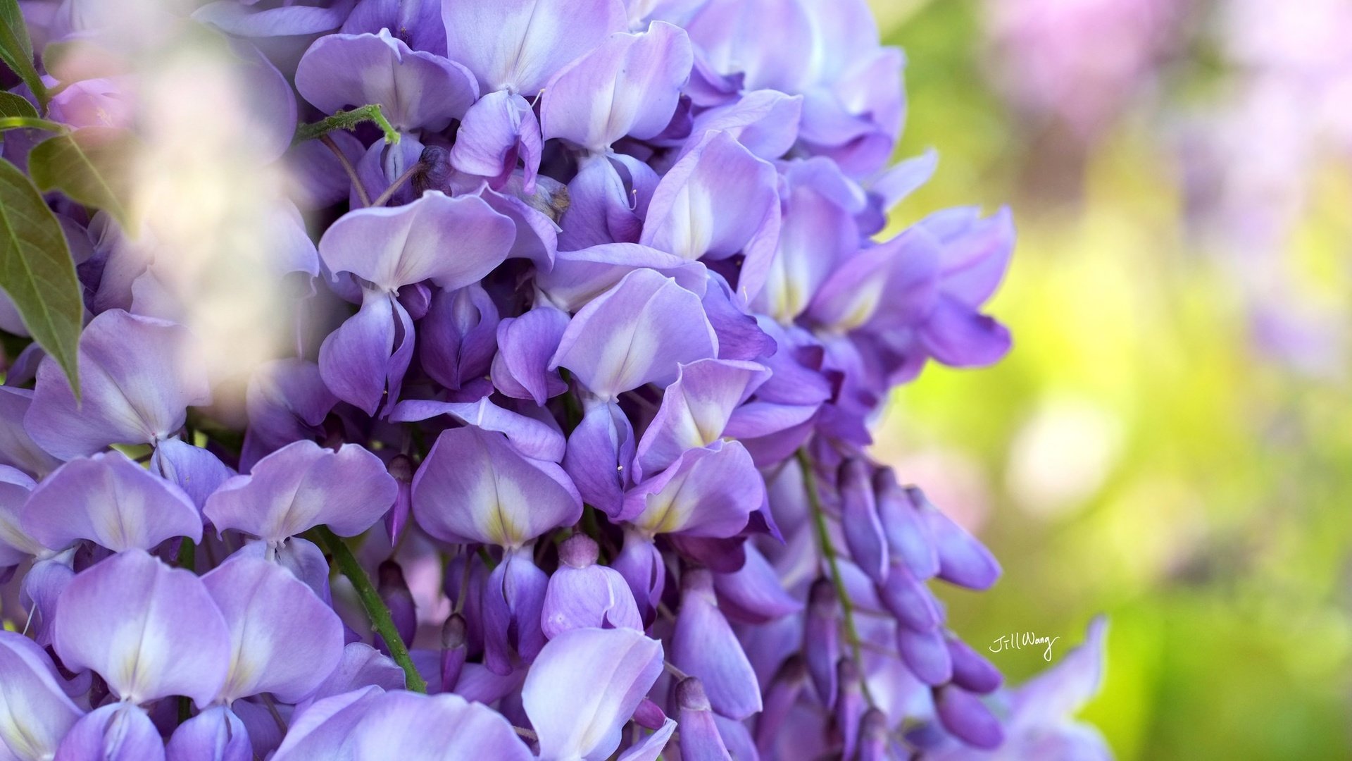 Обои цветы, макро, соцветия, глициния, вистерия, flowers, macro, inflorescence, wisteria разрешение 2048x1365 Загрузить