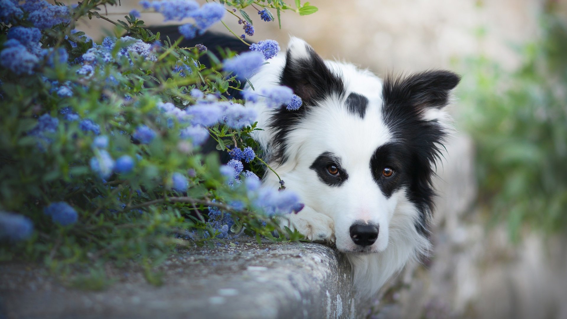 Обои морда, цветы, взгляд, собака, бордер-колли, face, flowers, look, dog, the border collie разрешение 2048x1152 Загрузить