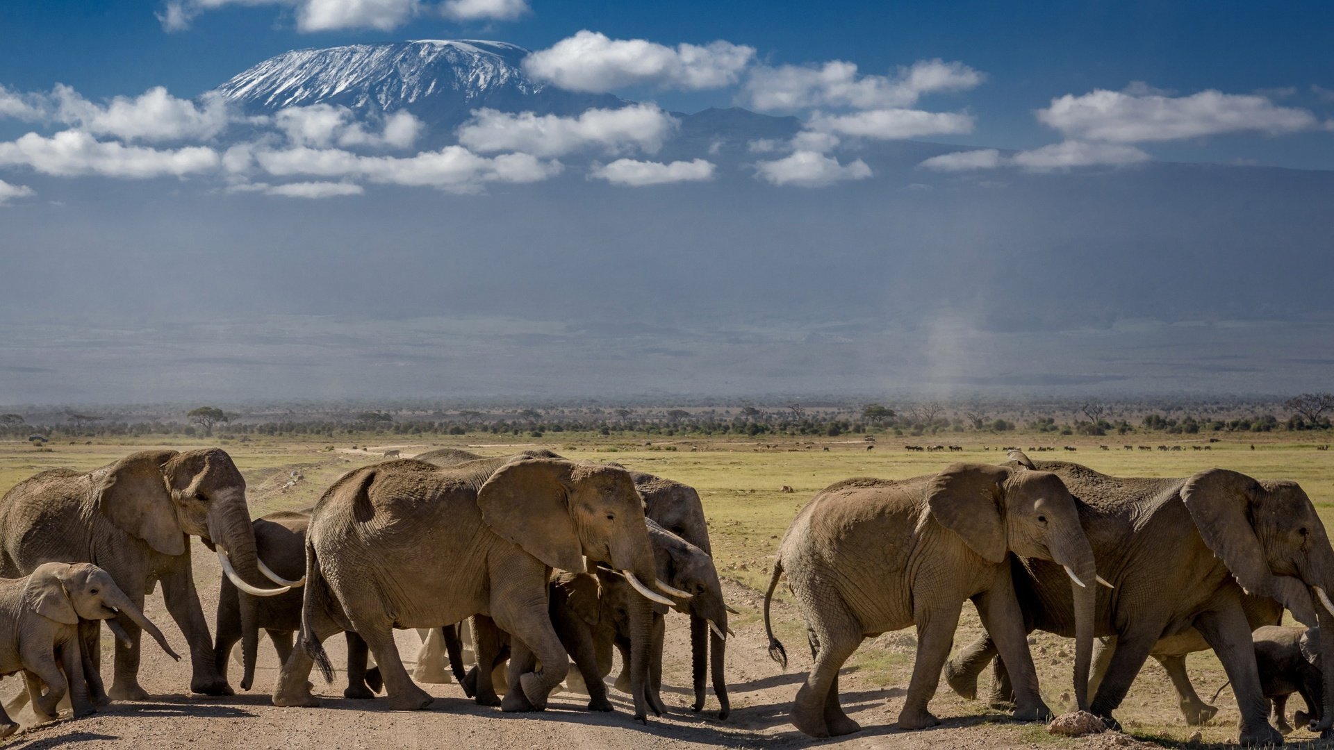 Обои природа, африка, слоны, стадо, nature, africa, elephants, the herd разрешение 3097x1572 Загрузить