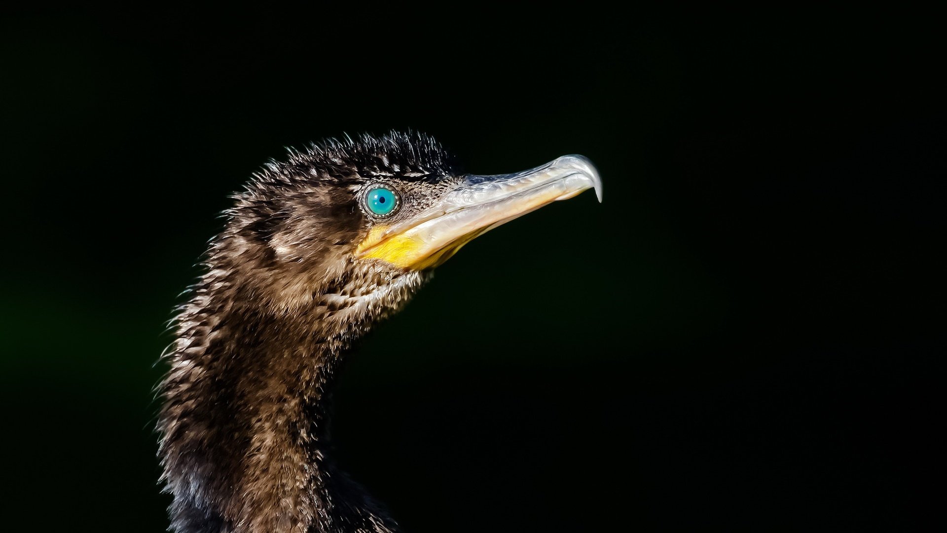 Обои птица, клюв, черный фон, баклан, phalacrocorax brasilianus, bigua, bird, beak, black background, cormorant разрешение 2048x1323 Загрузить