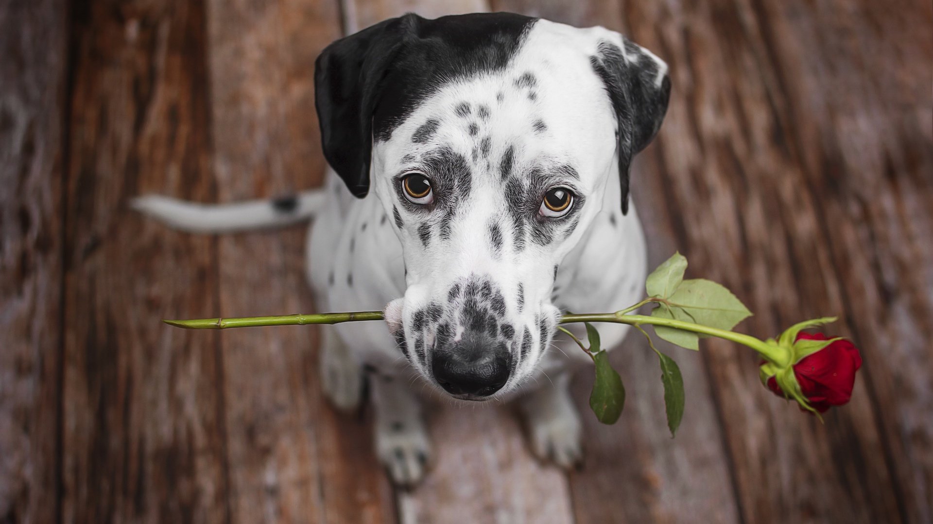 Обои цветок, роза, взгляд, собака, щенок, далматин, далматинец, flower, rose, look, dog, puppy, dalmatian, dalmatians разрешение 2560x1707 Загрузить