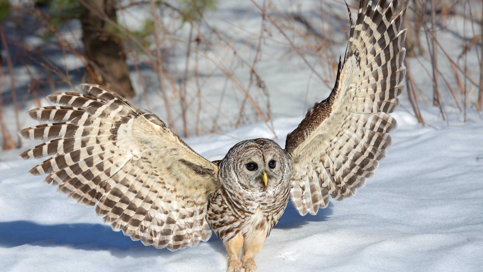 Обои сова, снег, зима, крылья, неясыть, owl, snow, winter, wings разрешение 1920x1200 Загрузить