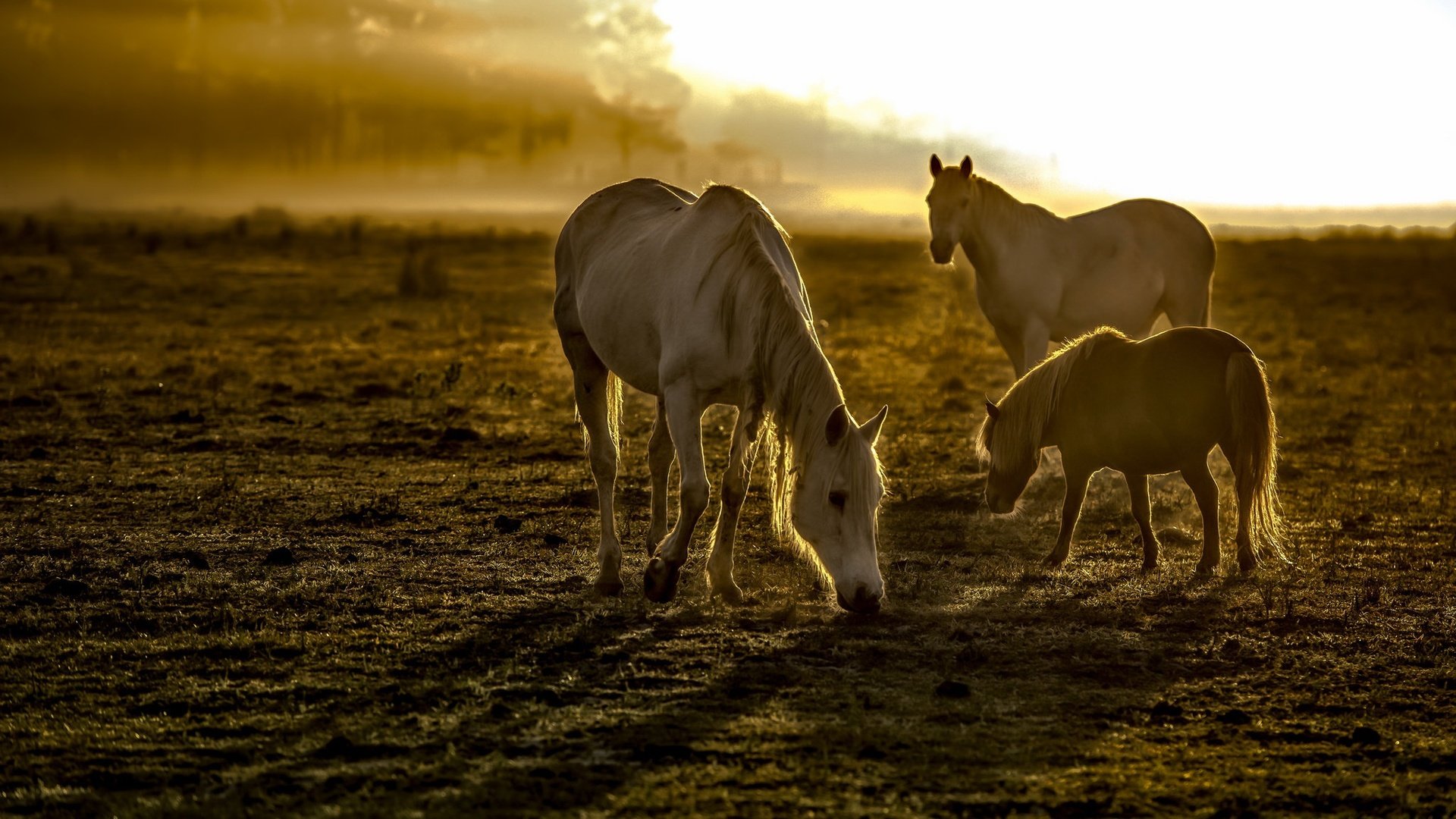 Обои утро, туман, поле, лошади, кони, грива, копыта, morning, fog, field, horse, horses, mane, hooves разрешение 2048x1223 Загрузить