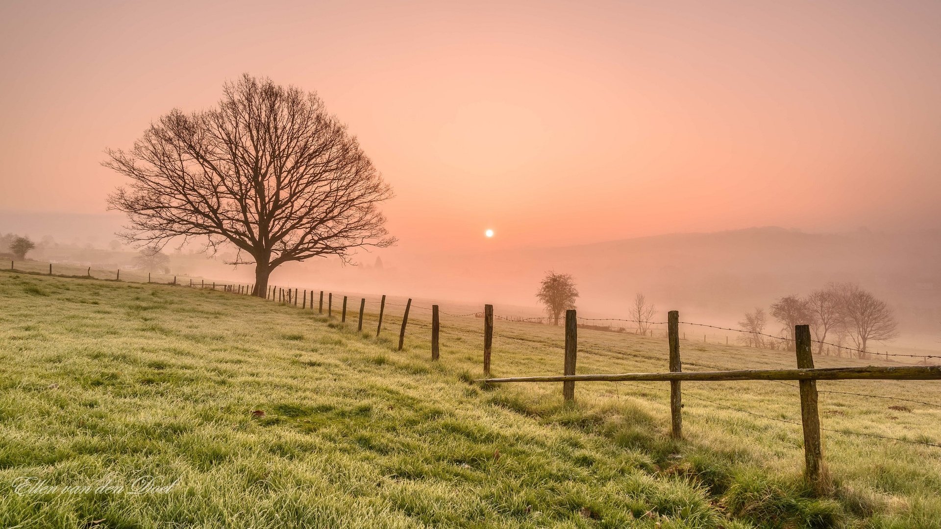 Обои трава, деревья, утро, туман, поле, забор, grass, trees, morning, fog, field, the fence разрешение 2048x1152 Загрузить