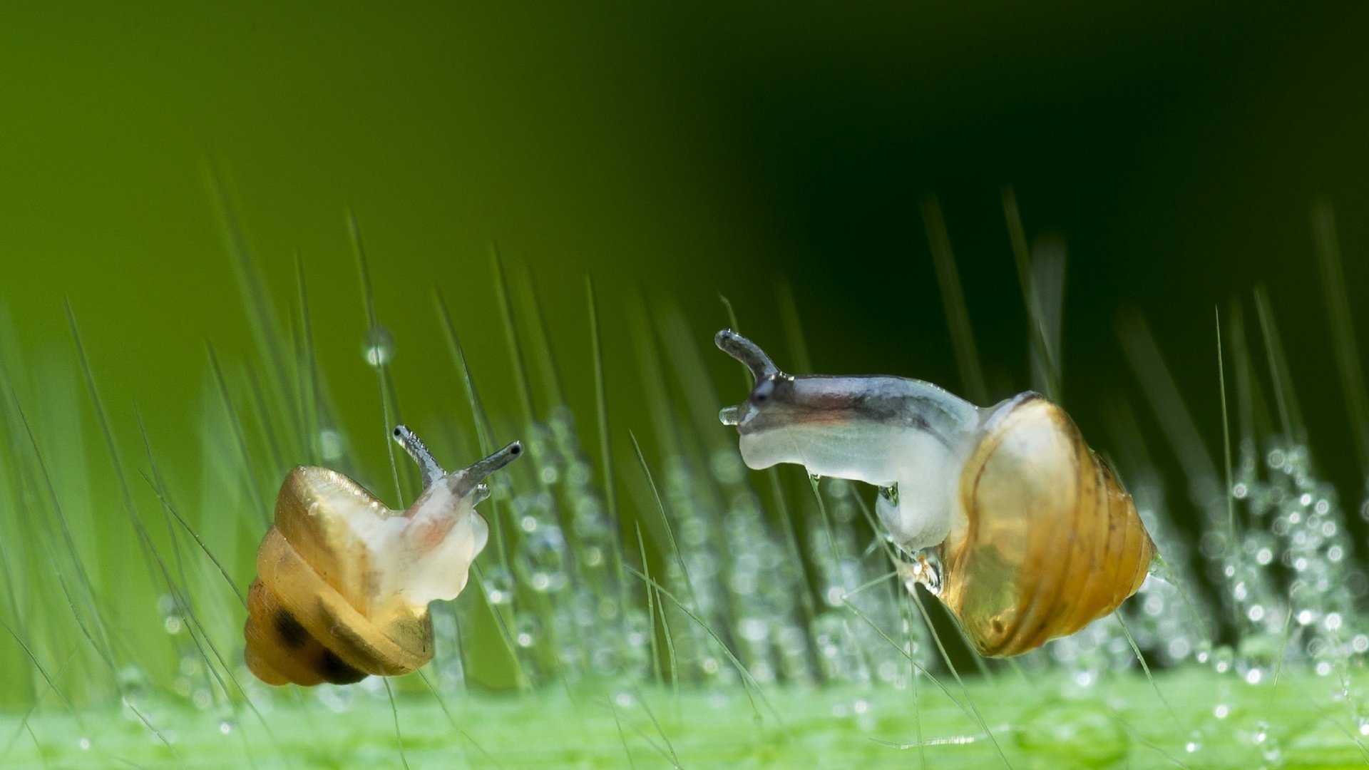 Обои зелень, макро, капли, стекло, улитки, lim choo how, greens, macro, drops, glass, snails разрешение 2972x1800 Загрузить