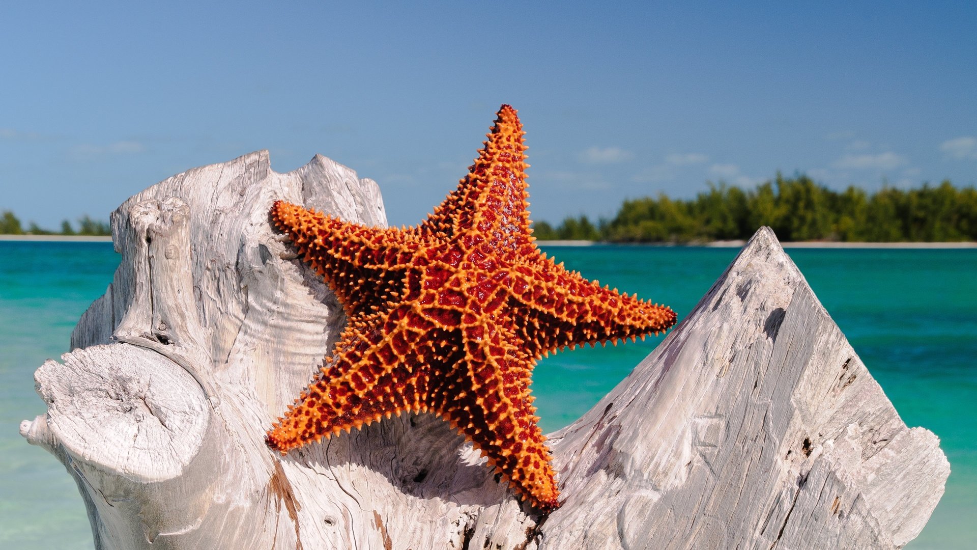 Обои море, океан, тропики, морская звезда, sea, the ocean, tropics, starfish разрешение 3840x2160 Загрузить