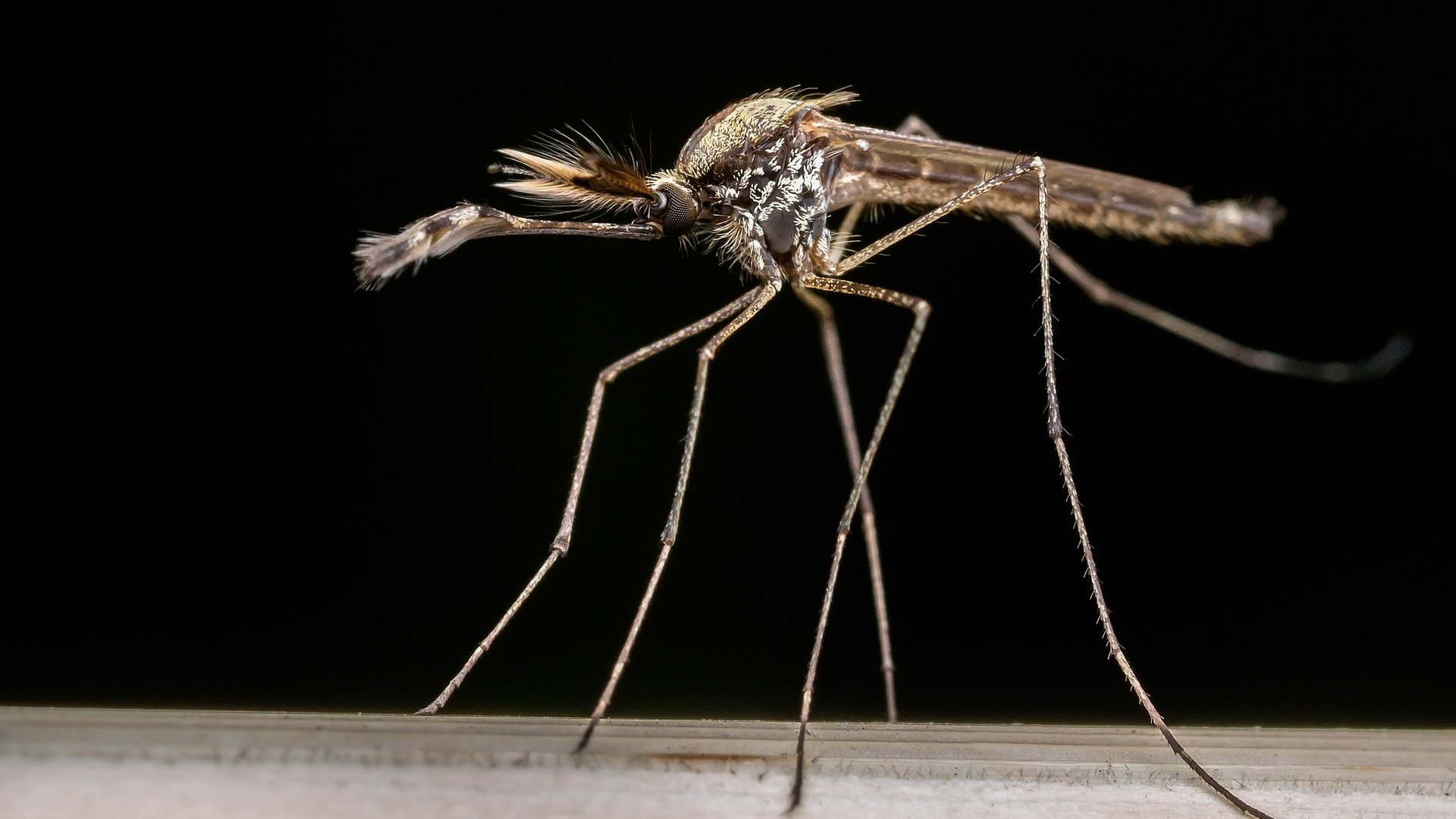 Обои насекомое, фон, комар, москит, aedes albifasciatus, insect, background, the mosquito, mosquito разрешение 2048x1366 Загрузить