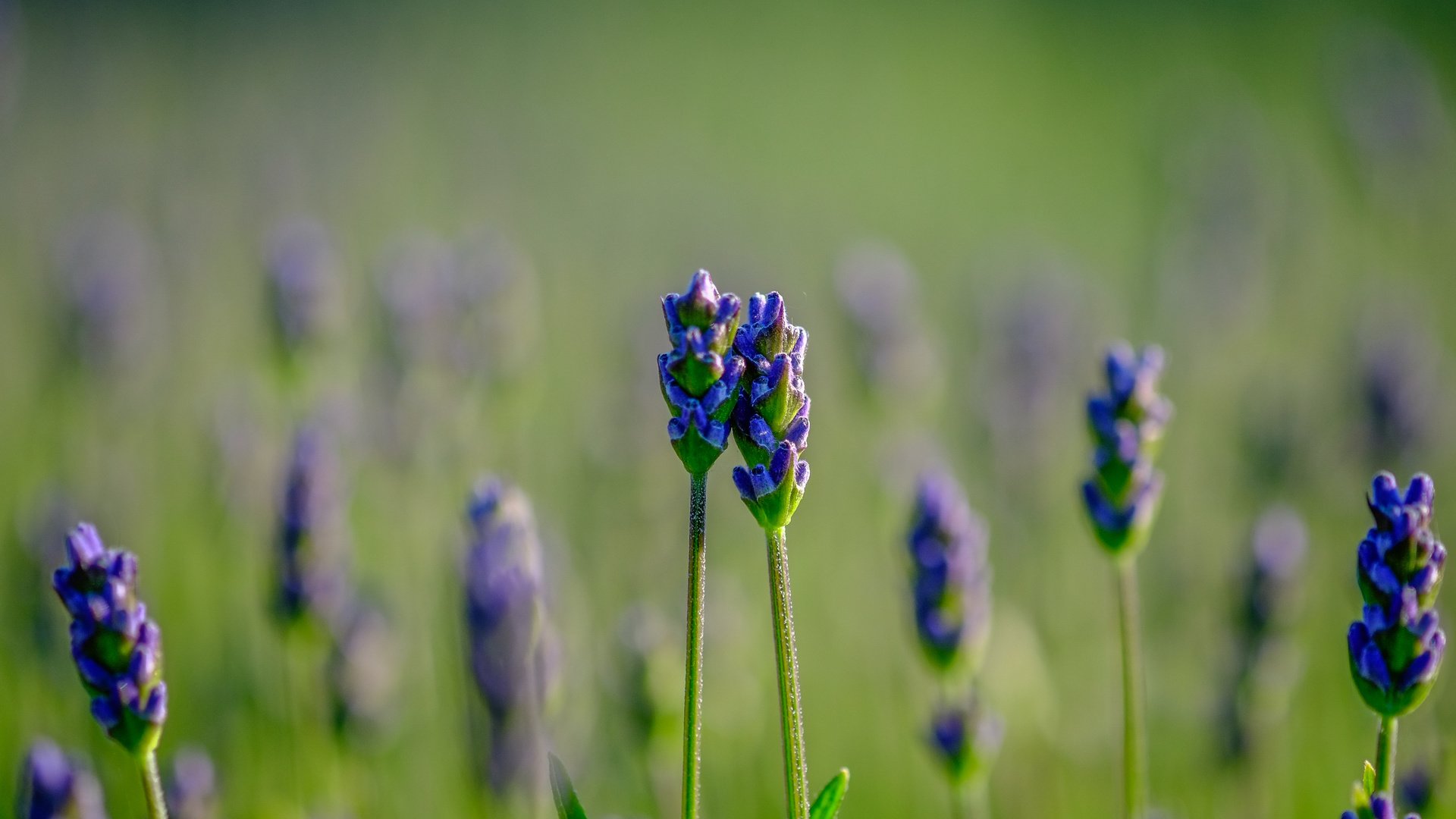 Обои цветы, природа, фон, поле, лаванда, размытость, jazzmatica, flowers, nature, background, field, lavender, blur разрешение 4896x2760 Загрузить