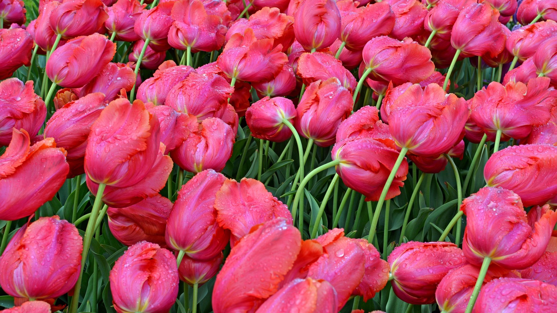 Обои цветы, бутоны, капли, весна, мокрые, тюльпаны, розовые, flowers, buds, drops, spring, wet, tulips, pink разрешение 6000x4000 Загрузить