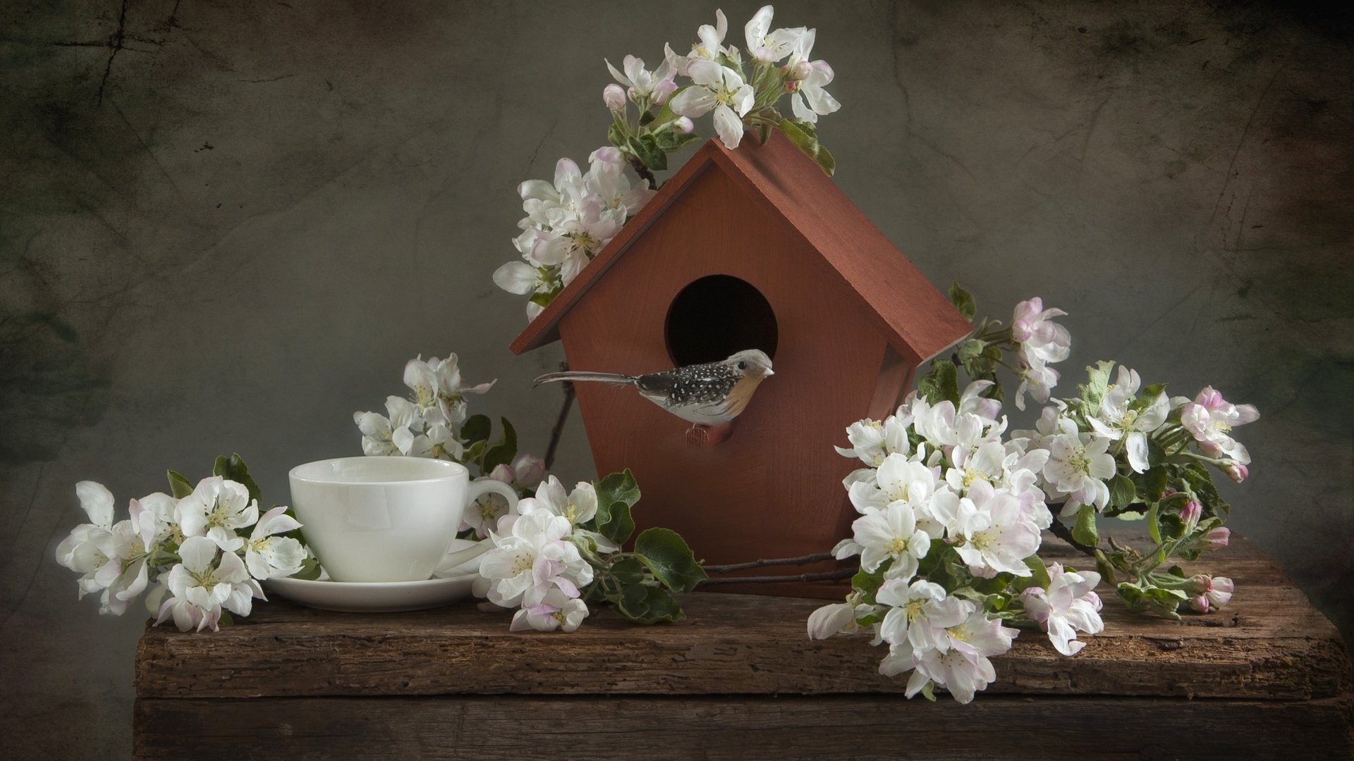 Обои ветки, чашка, птичка, яблоня, скворечник, натюрморт, branches, cup, bird, apple, birdhouse, still life разрешение 2000x1330 Загрузить