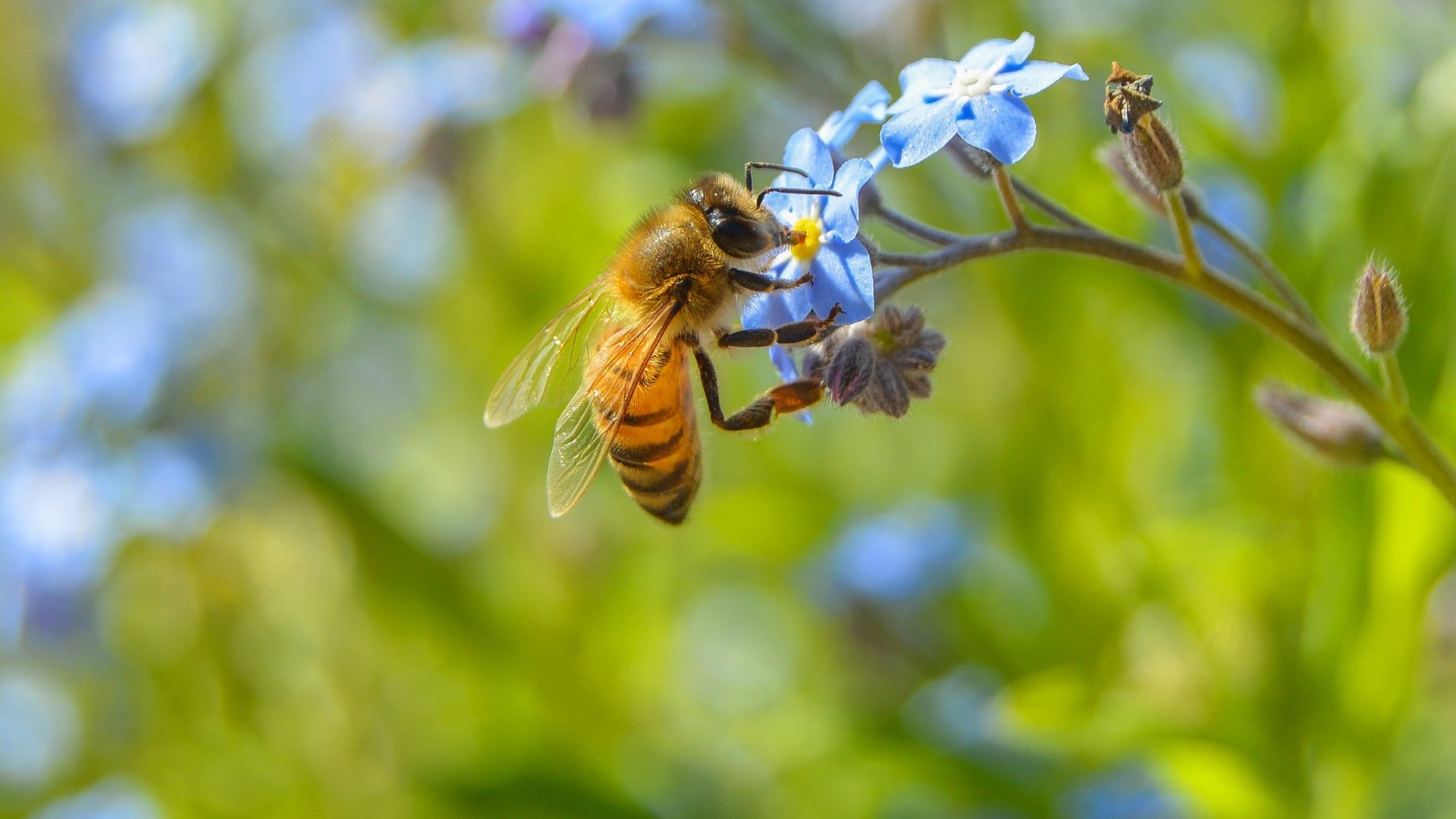 Обои цветы, макро, насекомое, растение, пчела, незабудка, flowers, macro, insect, plant, bee, forget-me-not разрешение 2560x1547 Загрузить