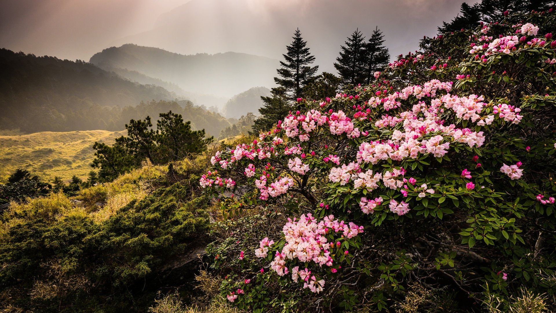 Обои цветы, горы, природа, туман, тайвань, азалия, рододендрон, jeff lee, flowers, mountains, nature, fog, taiwan, azalea, rhododendron разрешение 2048x1368 Загрузить