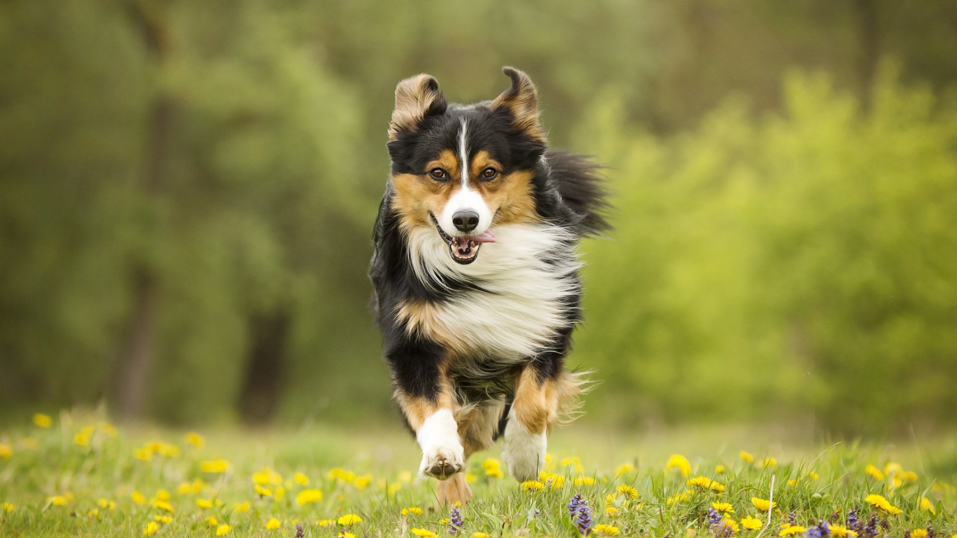 Обои цветы, собака, луг, прогулка, бег, flowers, dog, meadow, walk, running разрешение 6000x4000 Загрузить