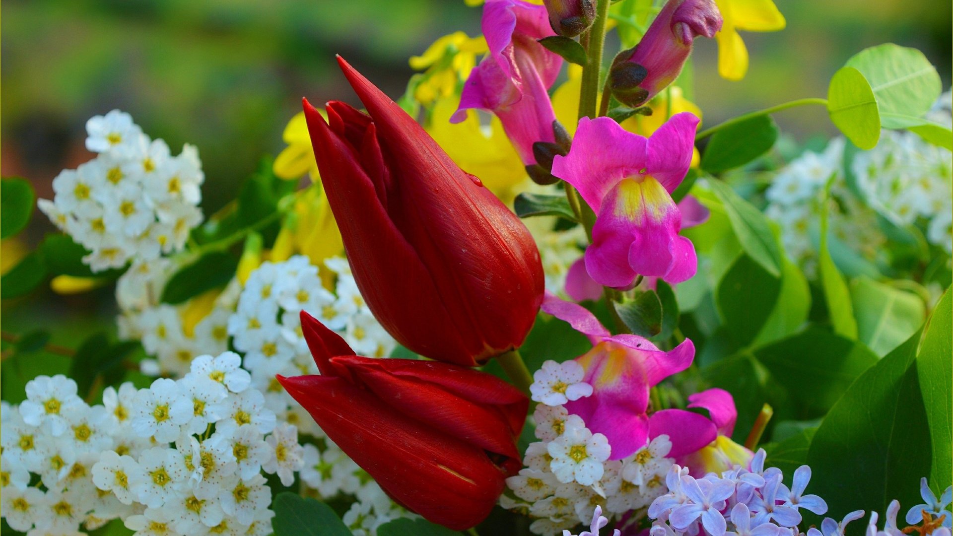 Обои цветы, букет, тюльпаны, сирень, flowers, bouquet, tulips, lilac разрешение 3004x1896 Загрузить