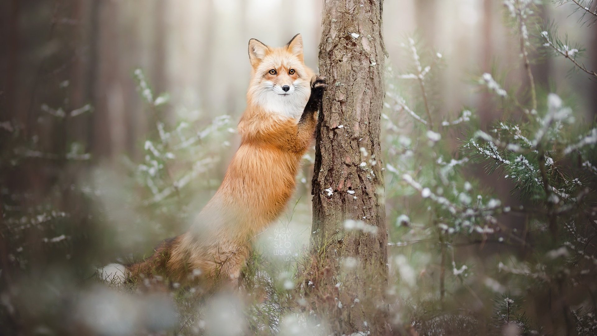 Обои лес, зима, лиса, лисица, животное, forest, winter, fox, animal разрешение 2048x1366 Загрузить