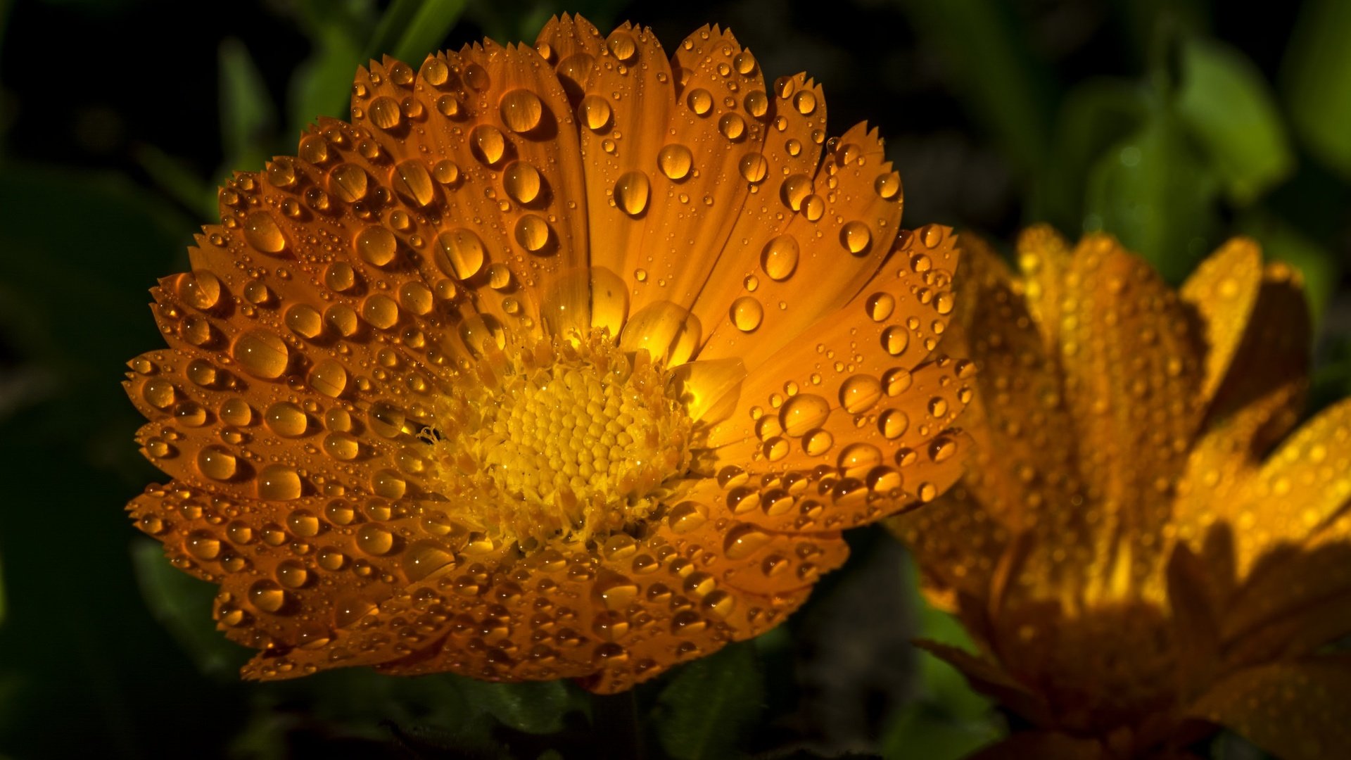 Обои цветы, макро, капли, лепестки, календула, ноготки, flowers, macro, drops, petals, calendula, marigolds разрешение 2048x1365 Загрузить