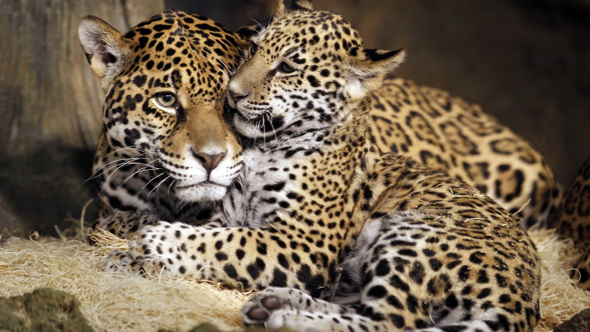 Обои ягуар, семья, дикая кошка, детеныш, ягуары, jaguar, family, wild cat, cub, jaguars разрешение 4440x3096 Загрузить