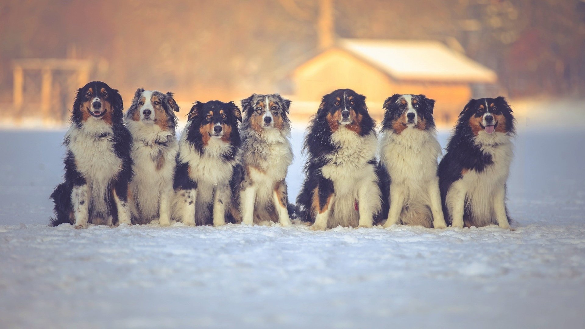 Обои снег, зима, друзья, собаки, австралийская овчарка, snow, winter, friends, dogs, australian shepherd разрешение 2048x1152 Загрузить