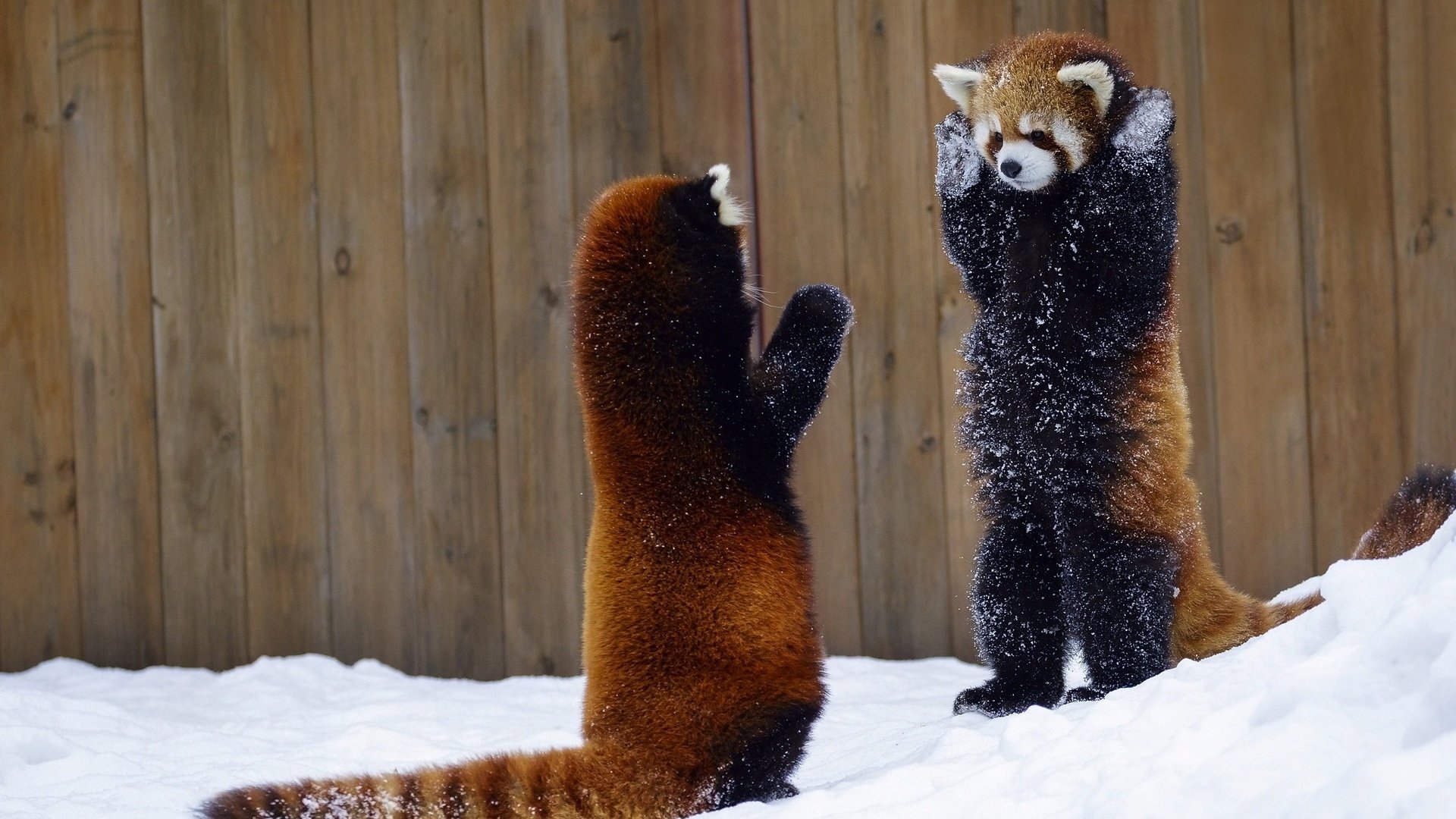 Обои снег, животные, красная панда, панды, малая панда, snow, animals, red panda, panda разрешение 2048x1365 Загрузить