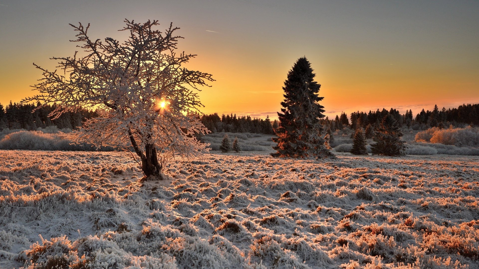 Обои свет, деревья, дерево, зима, утро, иней, light, trees, tree, winter, morning, frost разрешение 2560x1663 Загрузить