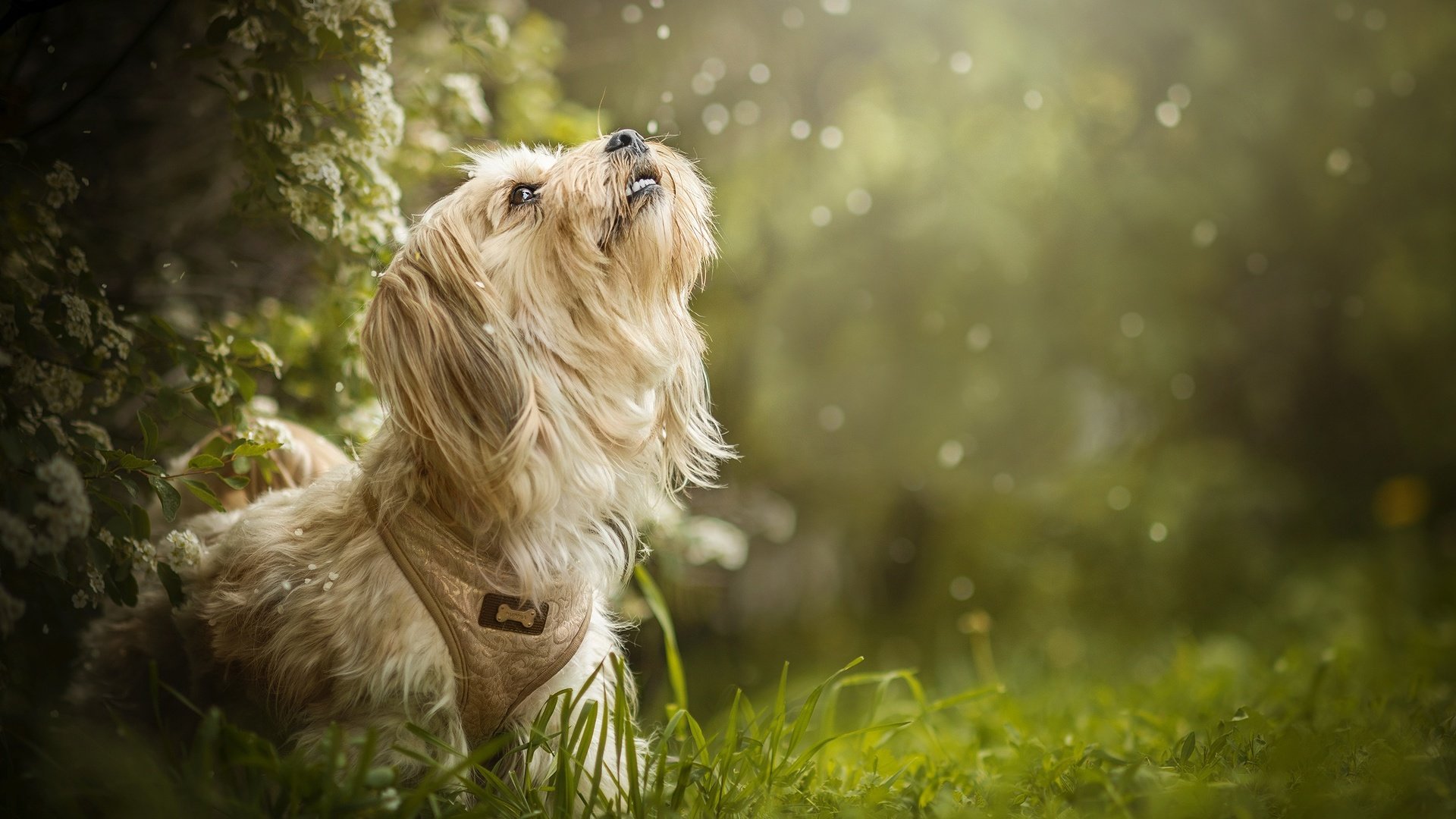 Обои трава, цветение, собака, боке, dackelpuppy, maggie, grass, flowering, dog, bokeh разрешение 2048x1353 Загрузить