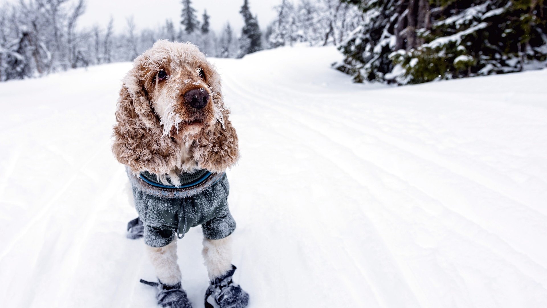 Обои снег, зима, собака, холод, спаниель, кокер-спаниель, snow, winter, dog, cold, spaniel, cocker spaniel разрешение 2048x1365 Загрузить