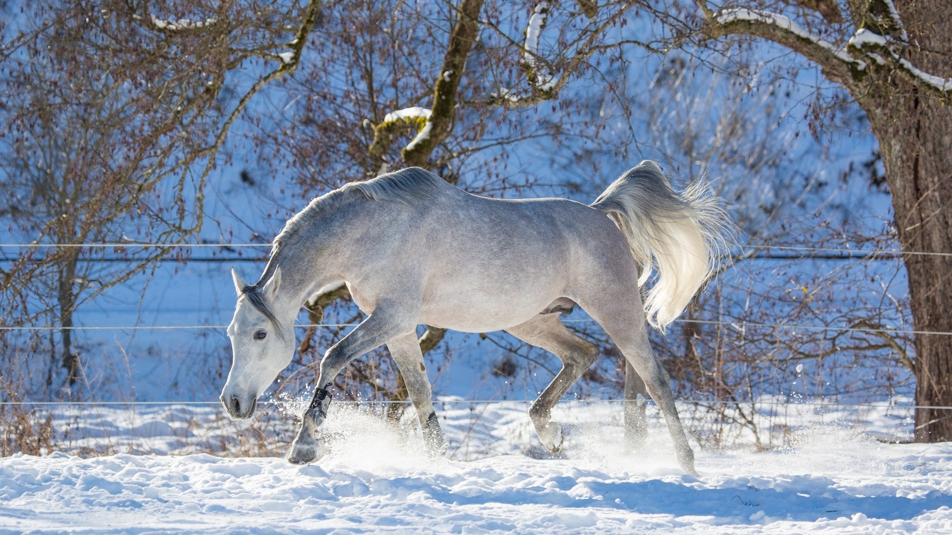 Обои лошадь, деревья, снег, зима, конь, хвост, horse, trees, snow, winter, tail разрешение 2880x1800 Загрузить