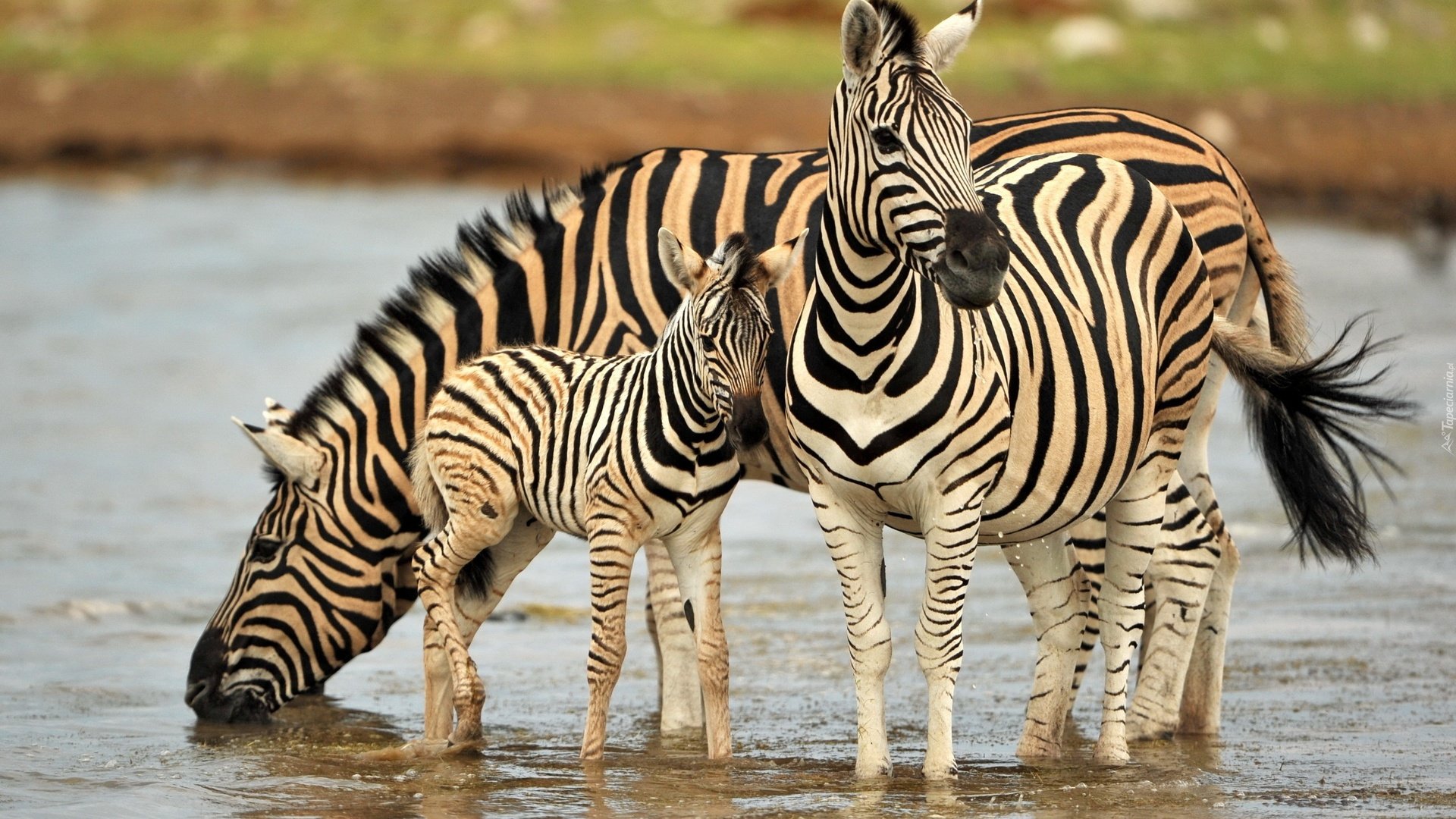Обои вода, зебра, животные, водопой, зебры, water, zebra, animals, drink разрешение 2560x1600 Загрузить