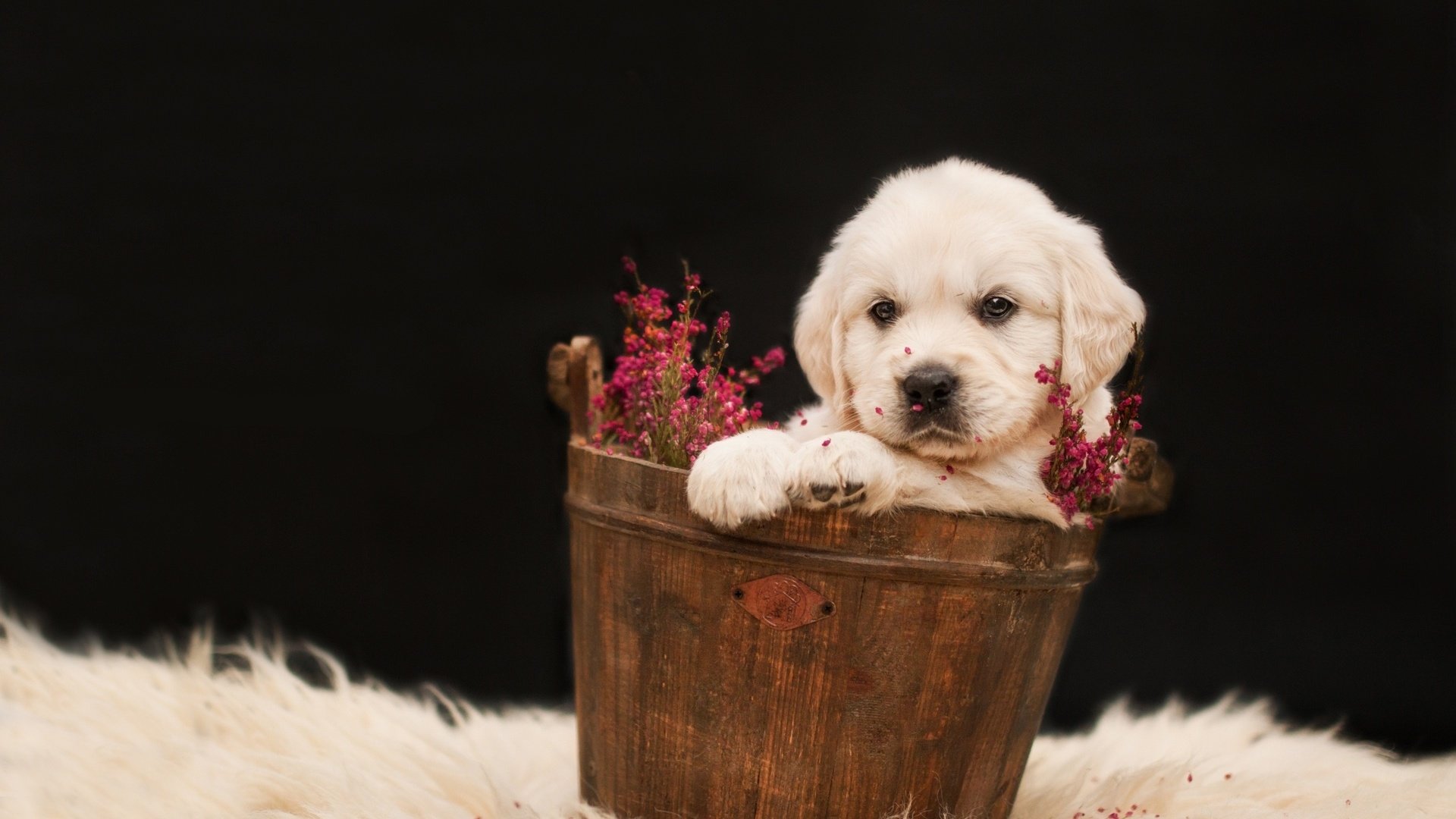 Обои щенок, ретривер, милый, золотистый ретривер, puppy, retriever, cute, golden retriever разрешение 1920x1200 Загрузить