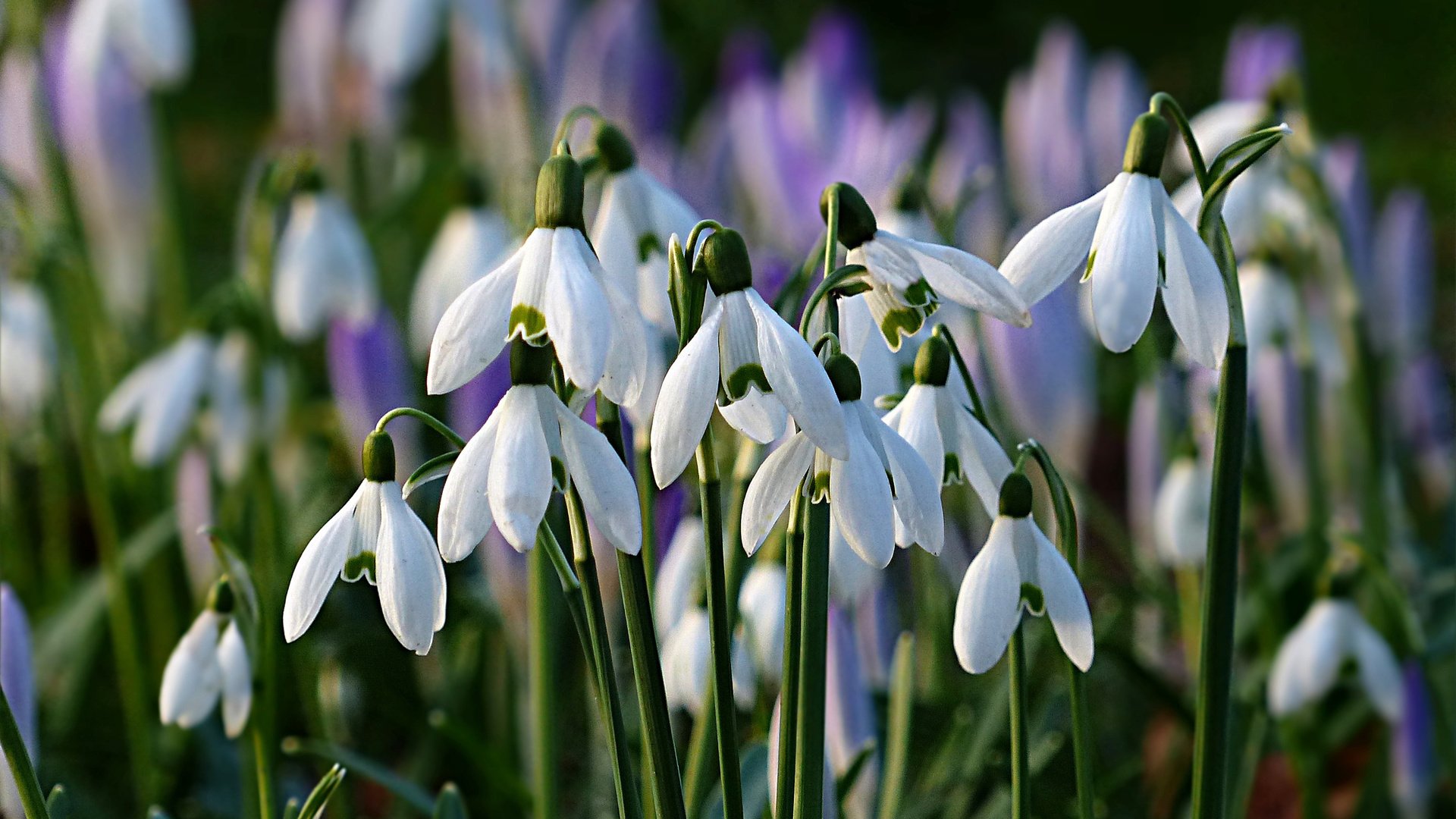 Обои цветы, весна, подснежники, flowers, spring, snowdrops разрешение 2880x1800 Загрузить