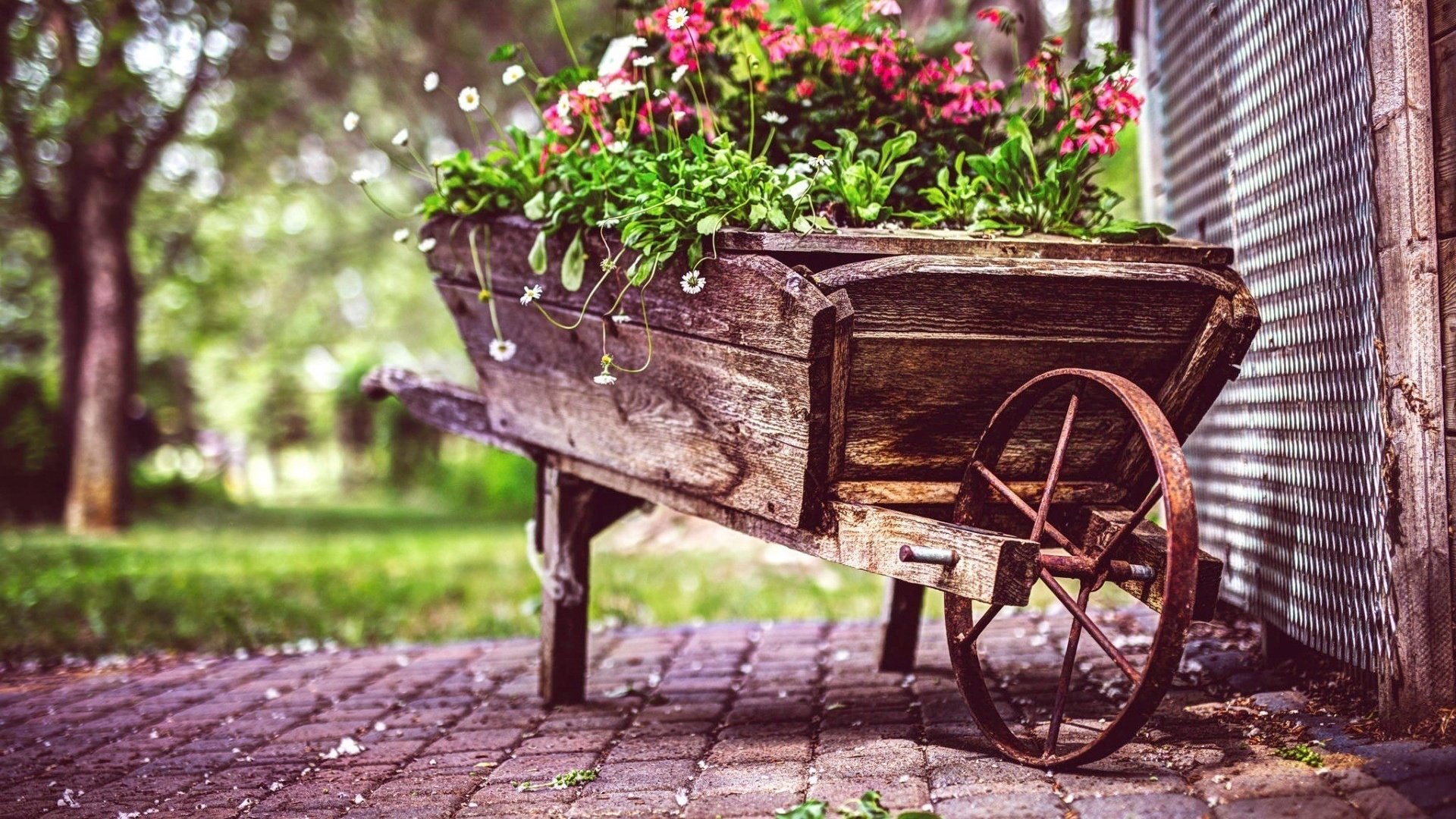 Обои цветы, сад, тележка, flowers, garden, truck разрешение 1920x1200 Загрузить